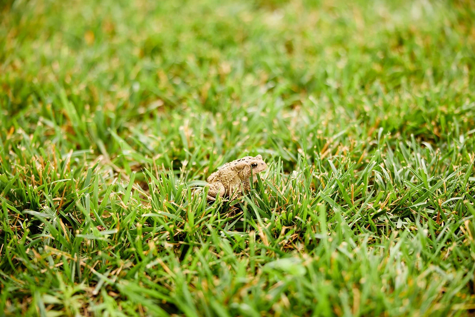 A small prince ---- I mean, a small toad sitting in green grass in a close-up shot.