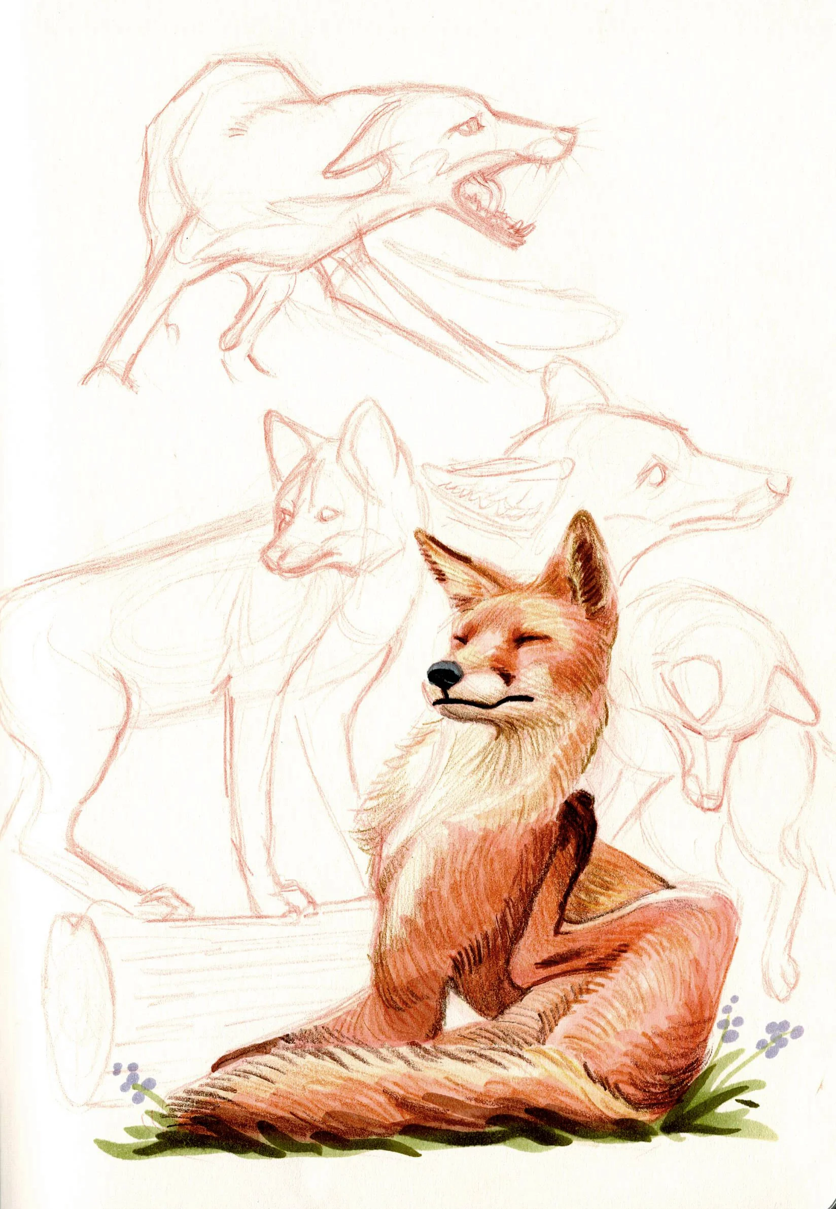 Foxs.jpg