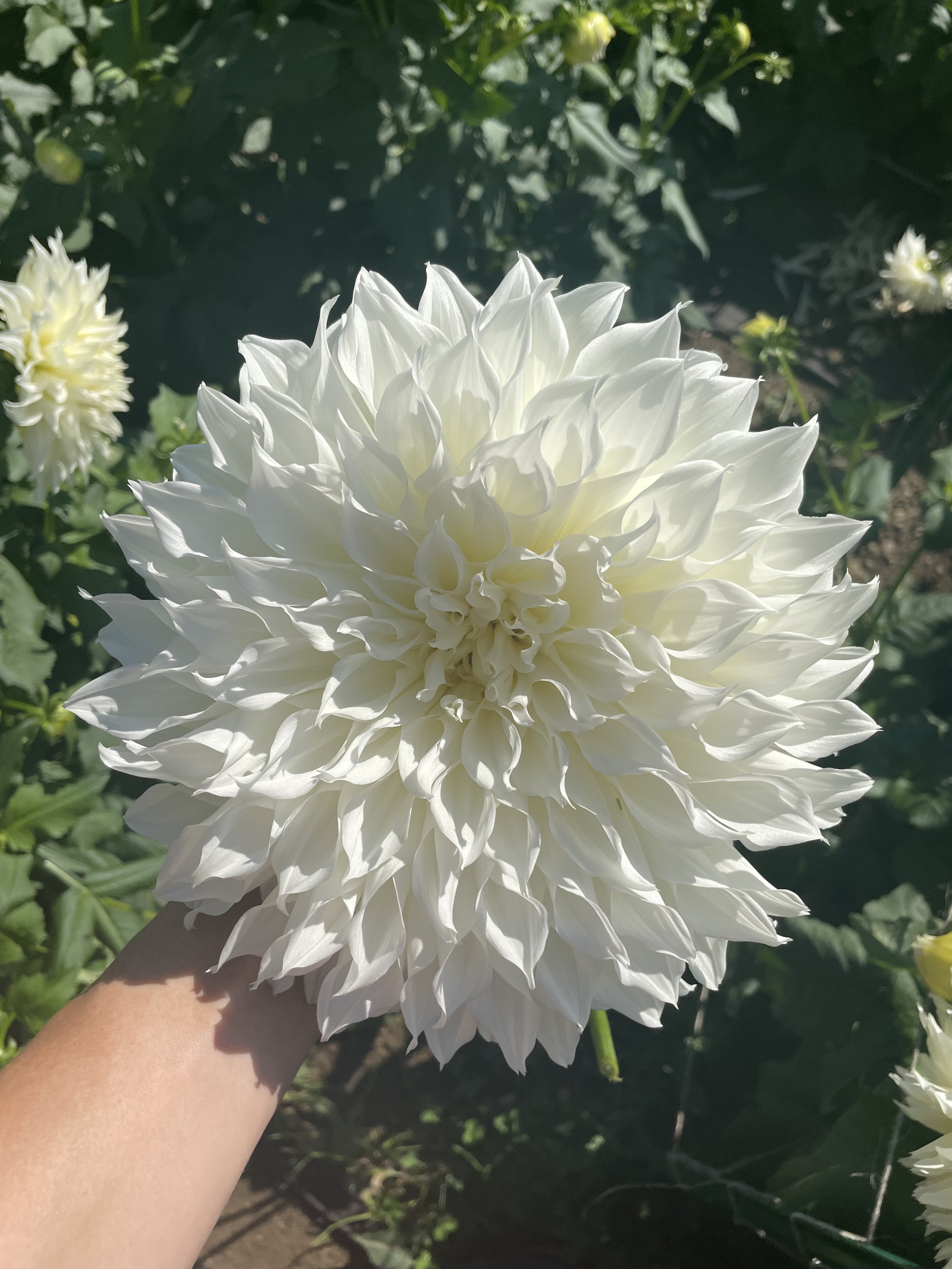 3 Week Flower Club - Wednesday Pickup