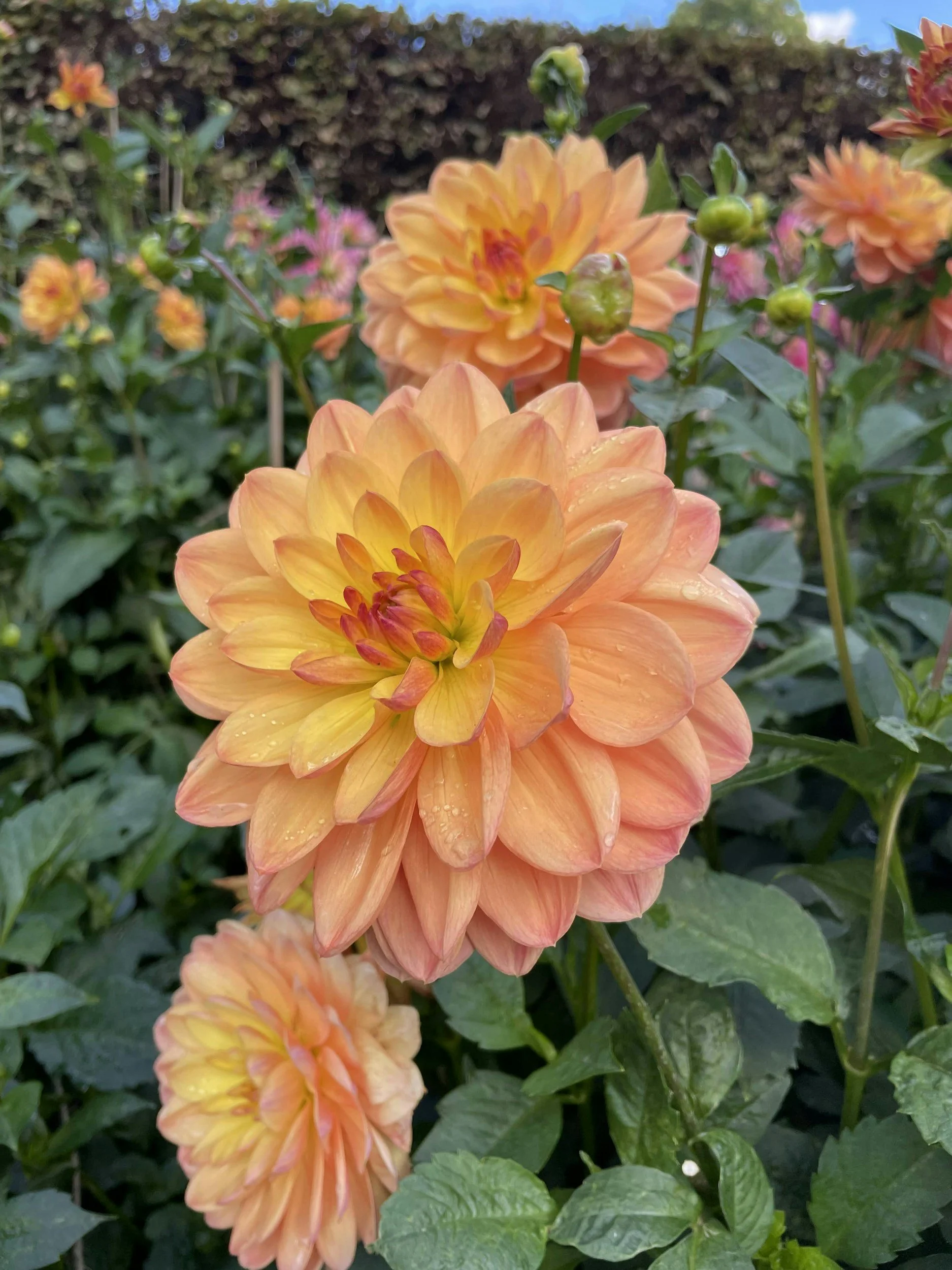 Close-up of orange and yellow dahlias with water droplets, green foliage, and a garden background.