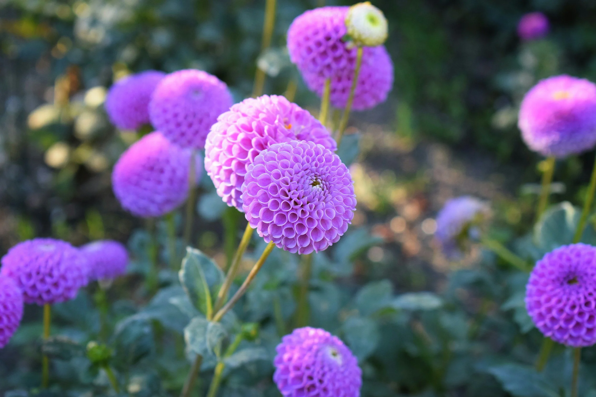 Close-up of multiple purple and pink ball dahlia flowers with green leaves in the background.