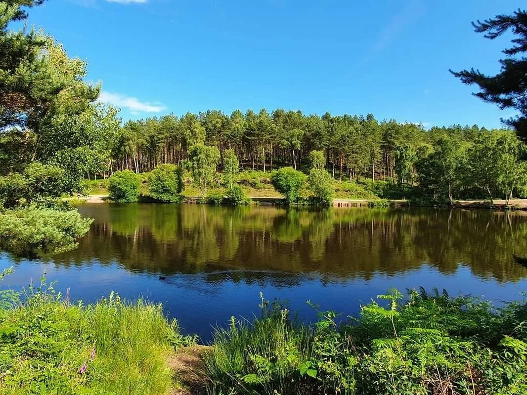 View of trees over water with faded blue effect.
