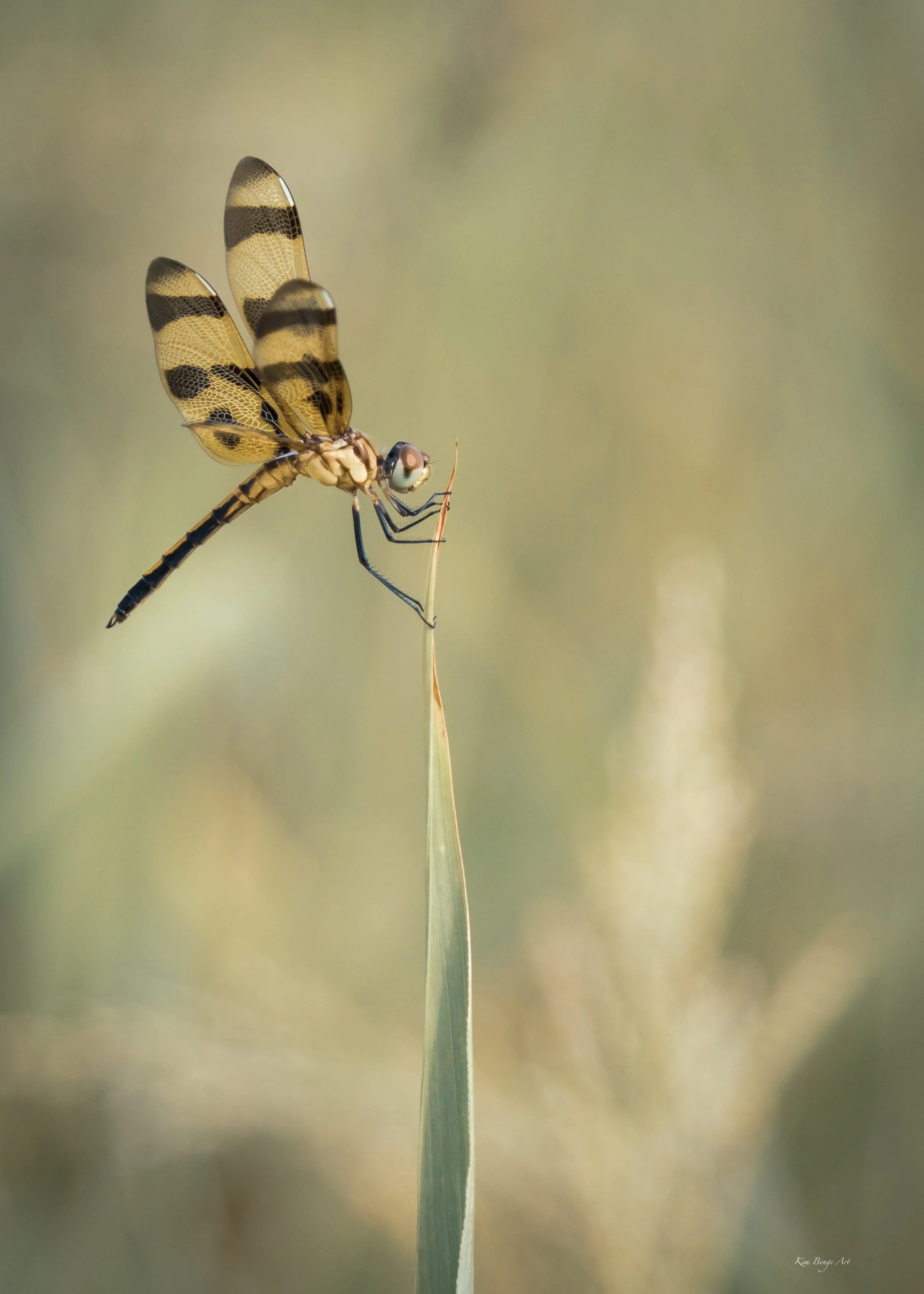 Bright eyed Dragonfly wall art