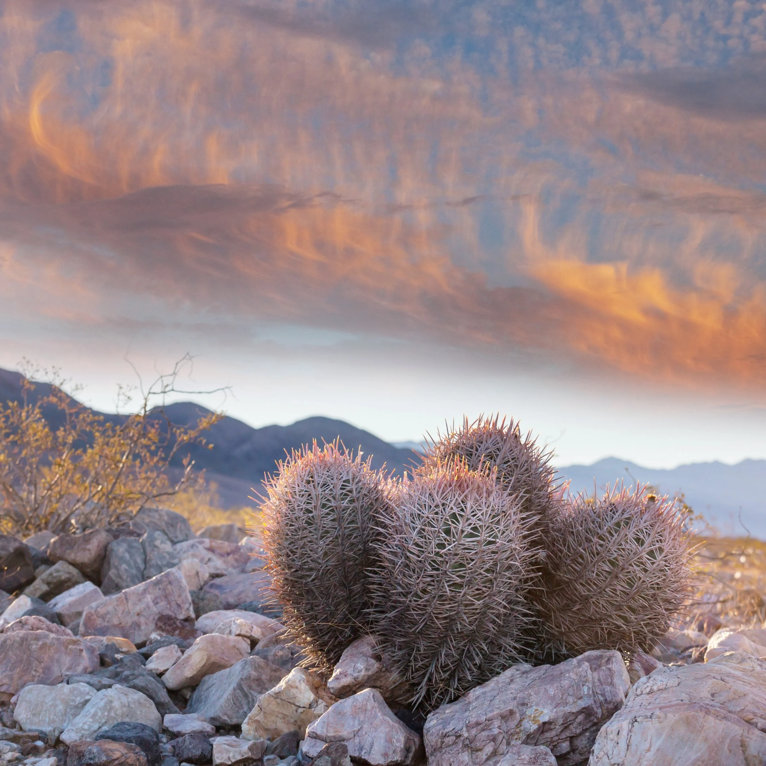 Desert light hits different 🌵🔥
A cactus glowing under a sky that looked painted by hand. Rocky ground, soft sunset colors, and that quiet desert energy you can almost hear.

Somewhere between harsh and beautiful is where cactus thrive.

#Cactus #De