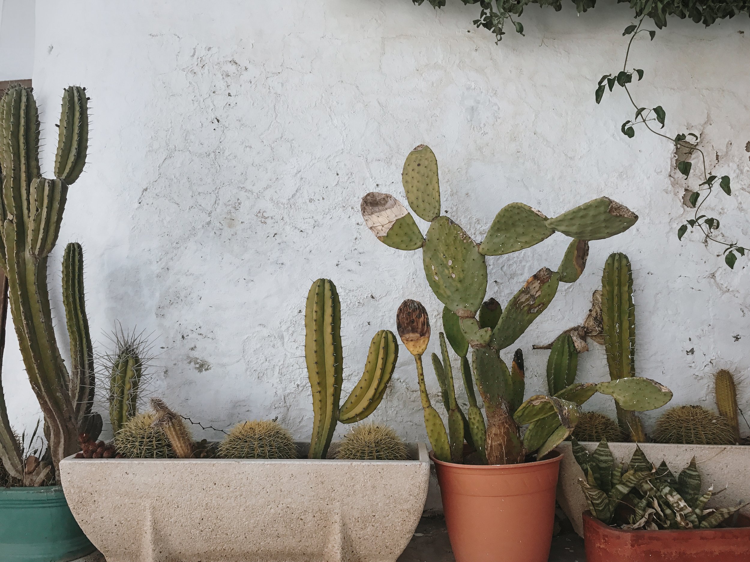 A little corner of the desert, right at home 🌵🤍
Weathered pots, sun-faded walls, and cactus that have seen a few seasons. Not perfect. Not polished. Just growing anyway.

There&rsquo;s something peaceful about plants that thrive on less.

#CactusCo