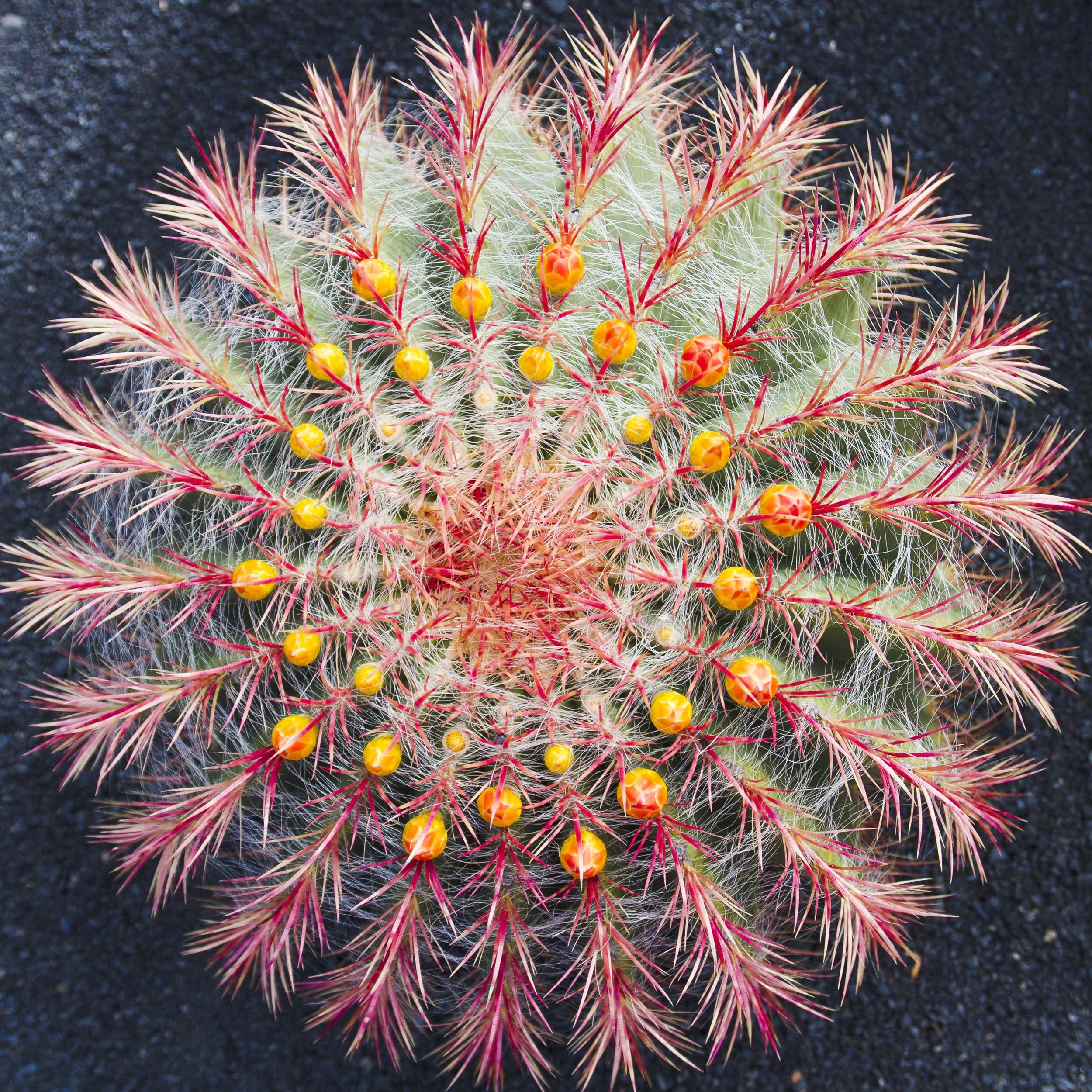 Nature doesn&rsquo;t do subtle. 🌵✨
Electric spines, golden crowns, and zero apologies.

#CactusBloom #DesertBeauty #RareCactus #PlantPhotography #CactusCollection #SpikyAndProud #SucculentLove #BotanicalBeauty #DesertVibes #CactusLife #PlantObsessed