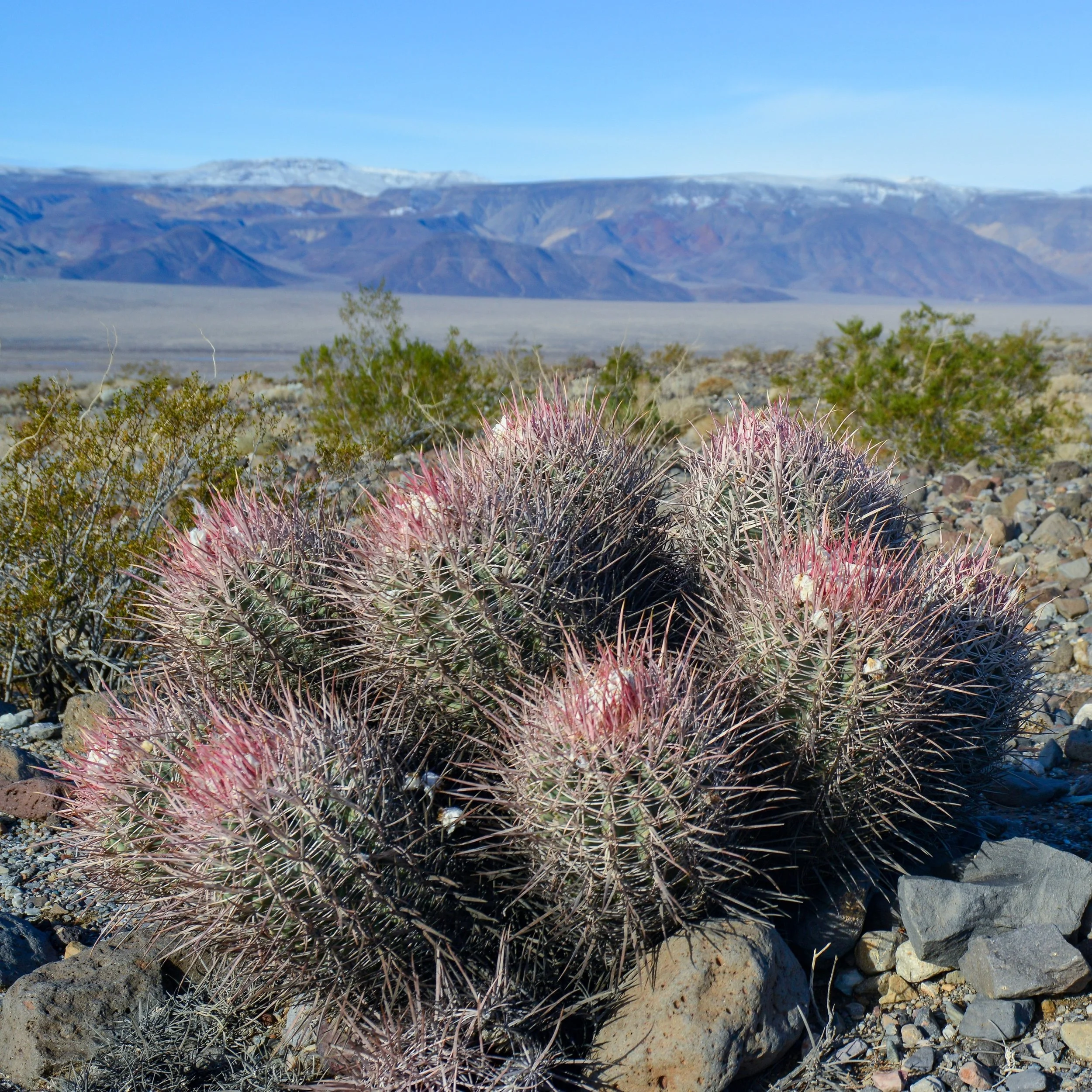 Built for the harshest places on earth &mdash; and still thriving. 🌵🏜️
Desert light, mountain views, and a reminder that resilience can be beautiful too.

#DesertLandscape #CactusLife #WildCactus #DesertVibes #NaturePhotography #SouthwestStyle #Ari