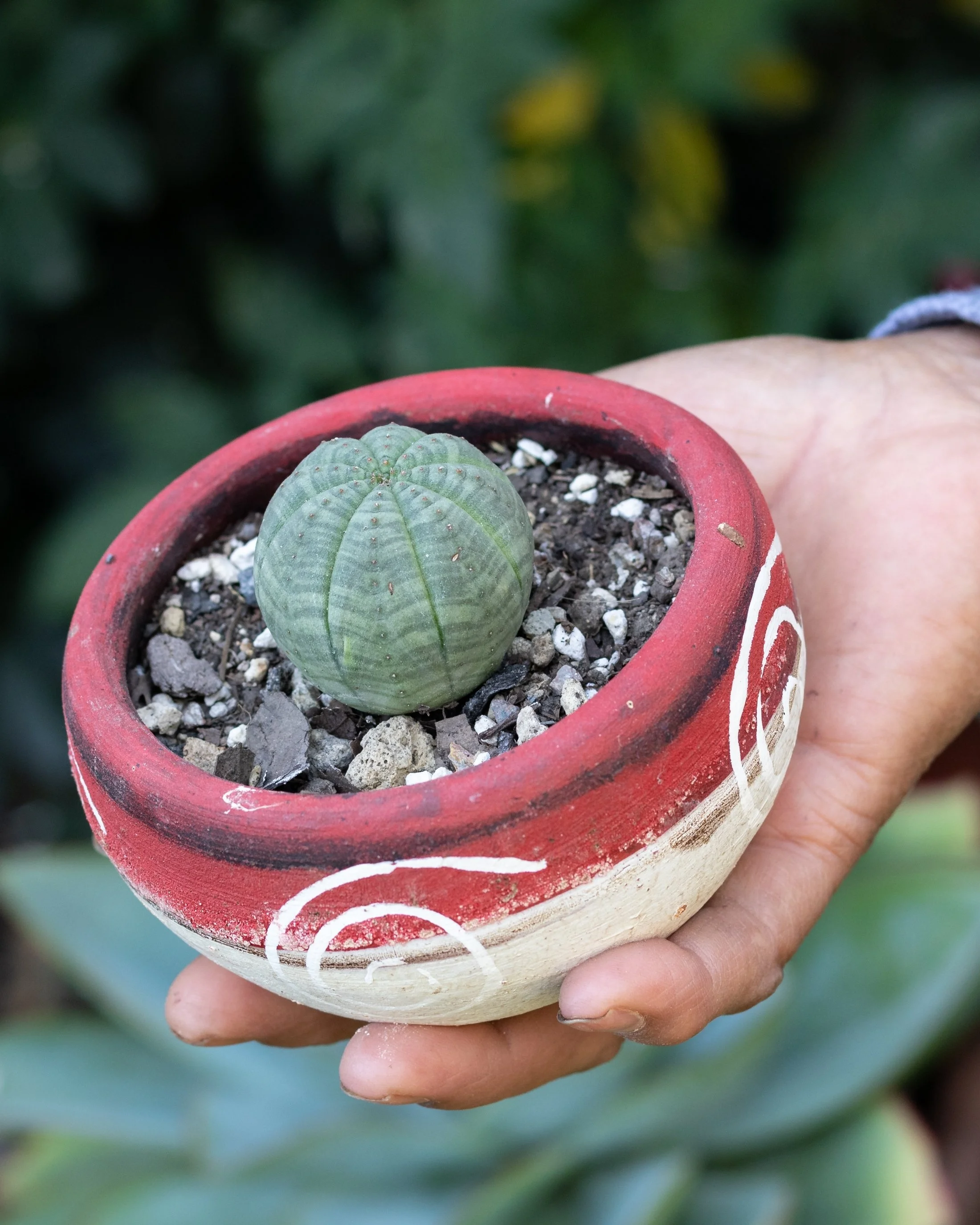 baseball plant in a vintage pot