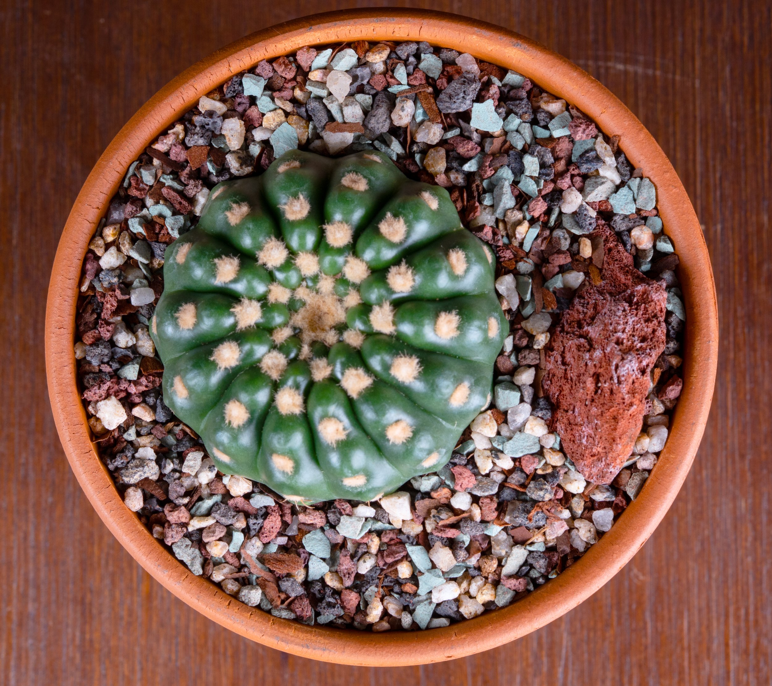 Plant Close Up.jpg