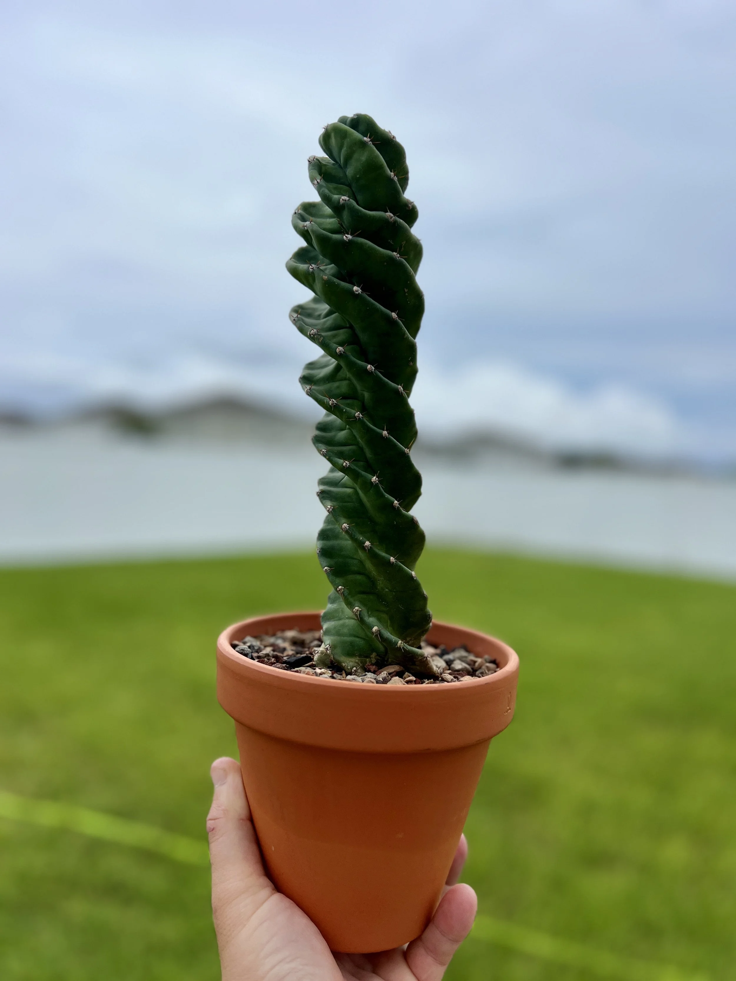 Spiral Cactus