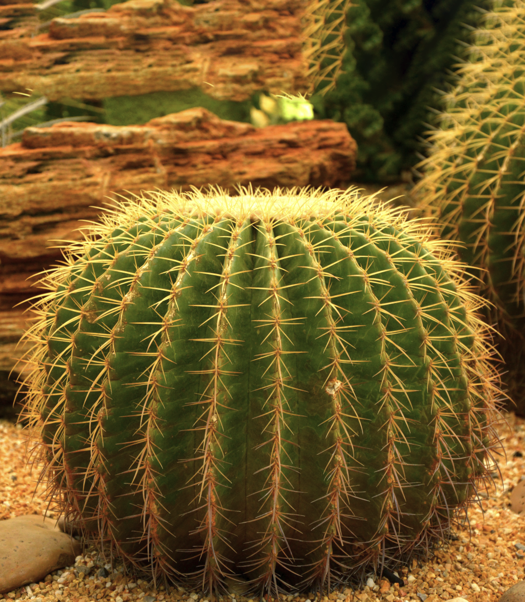 Golden Barrel Cactus