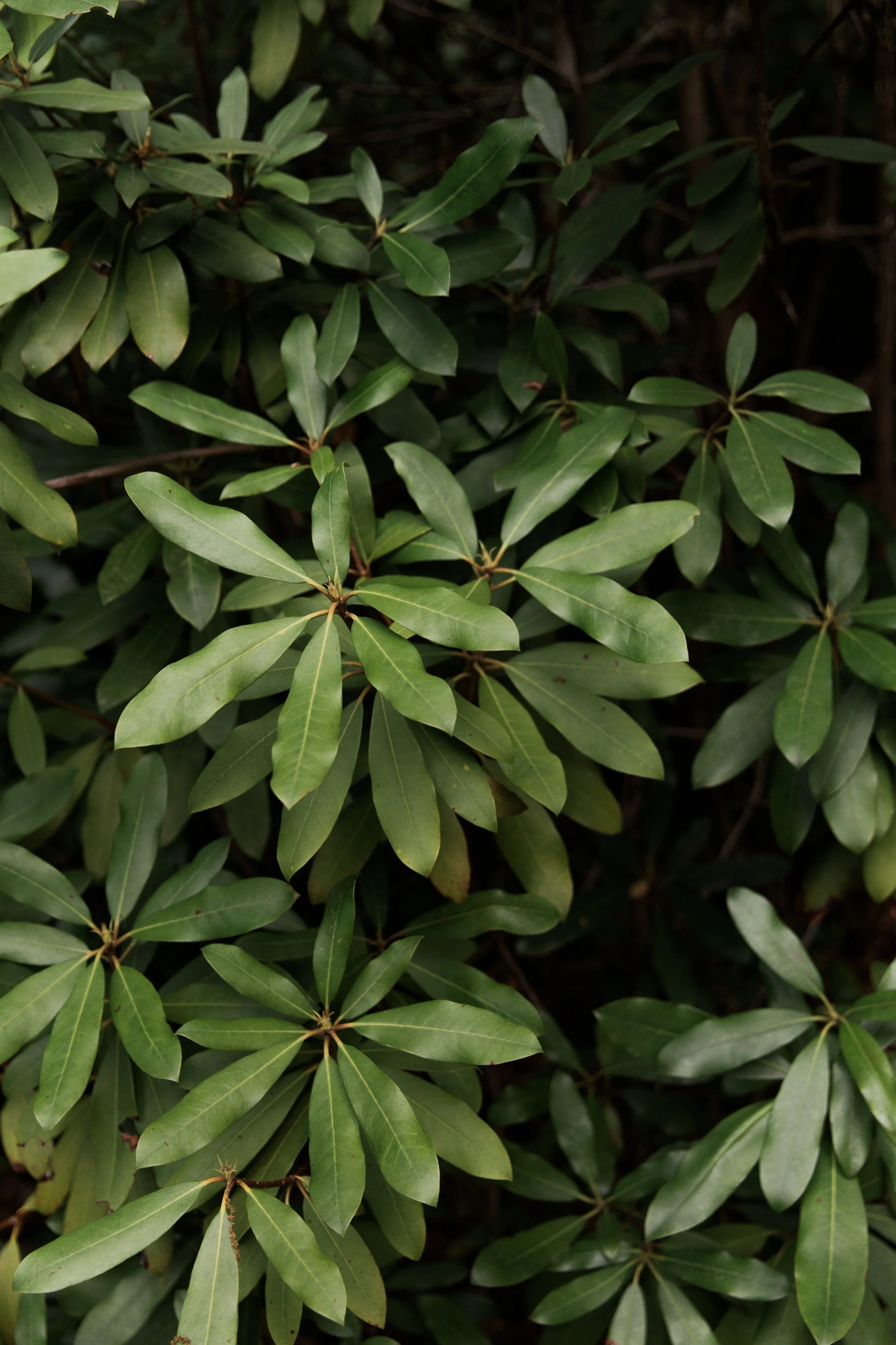 Rhododendron