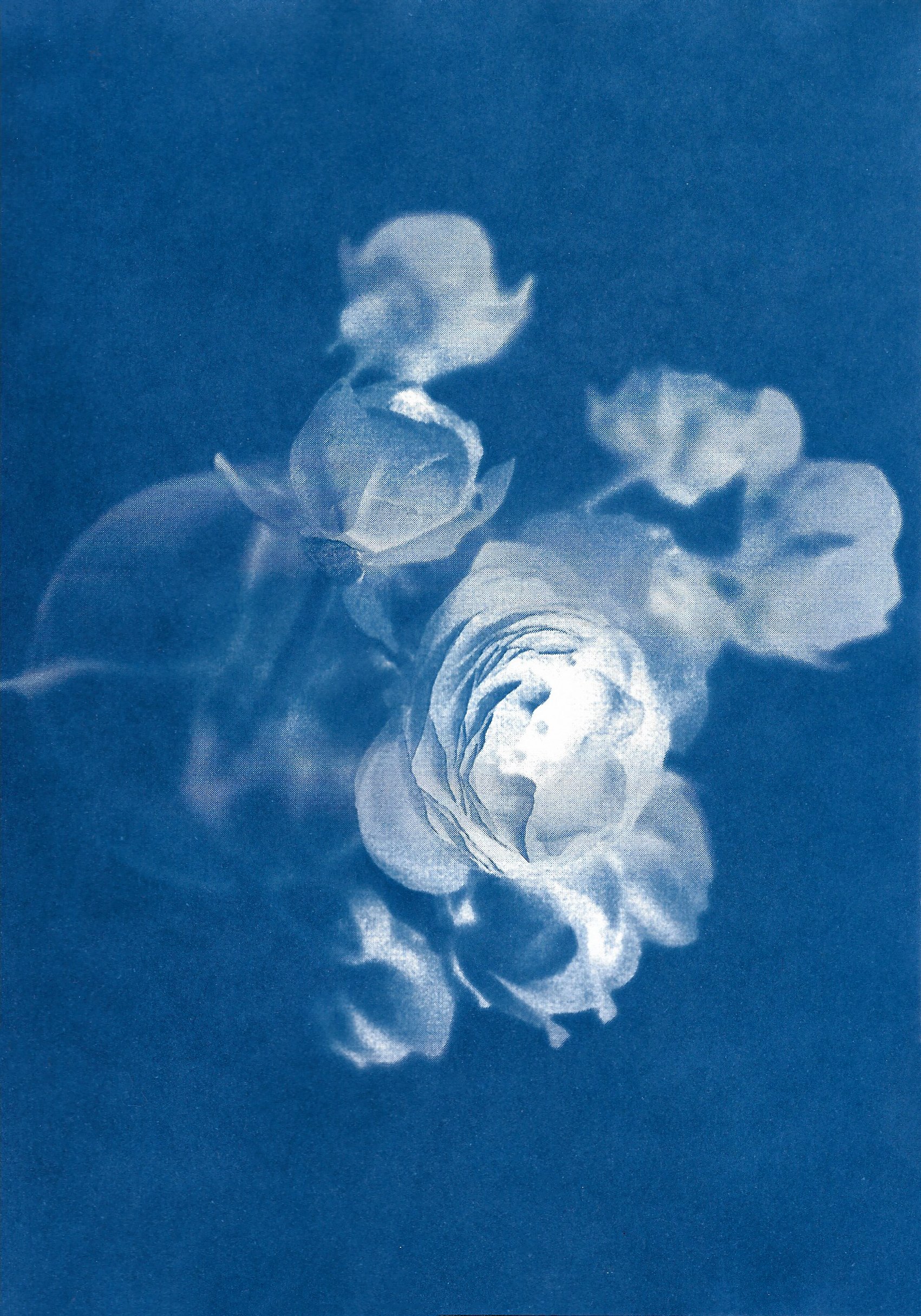 Cyanotype 1