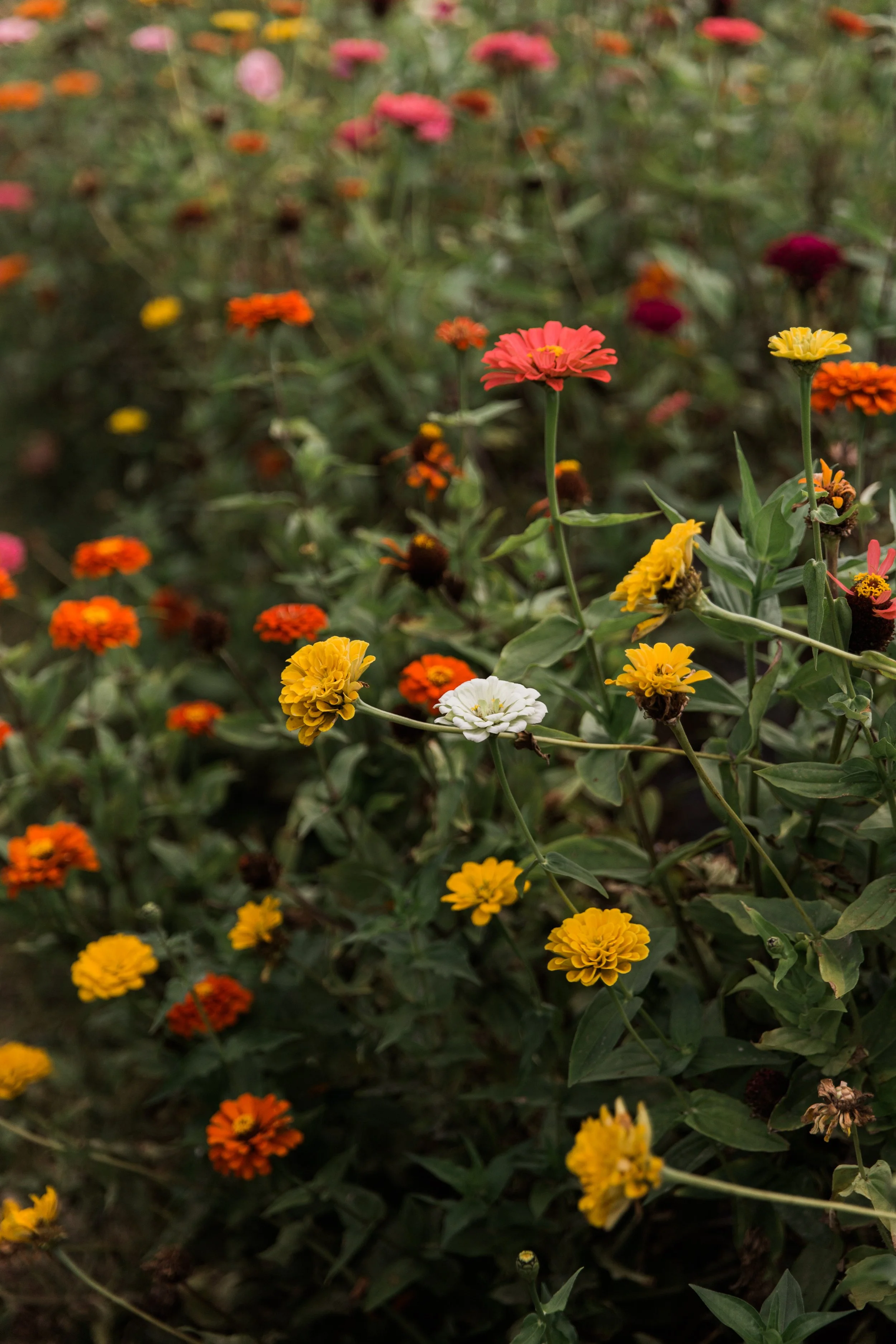 Zinnias