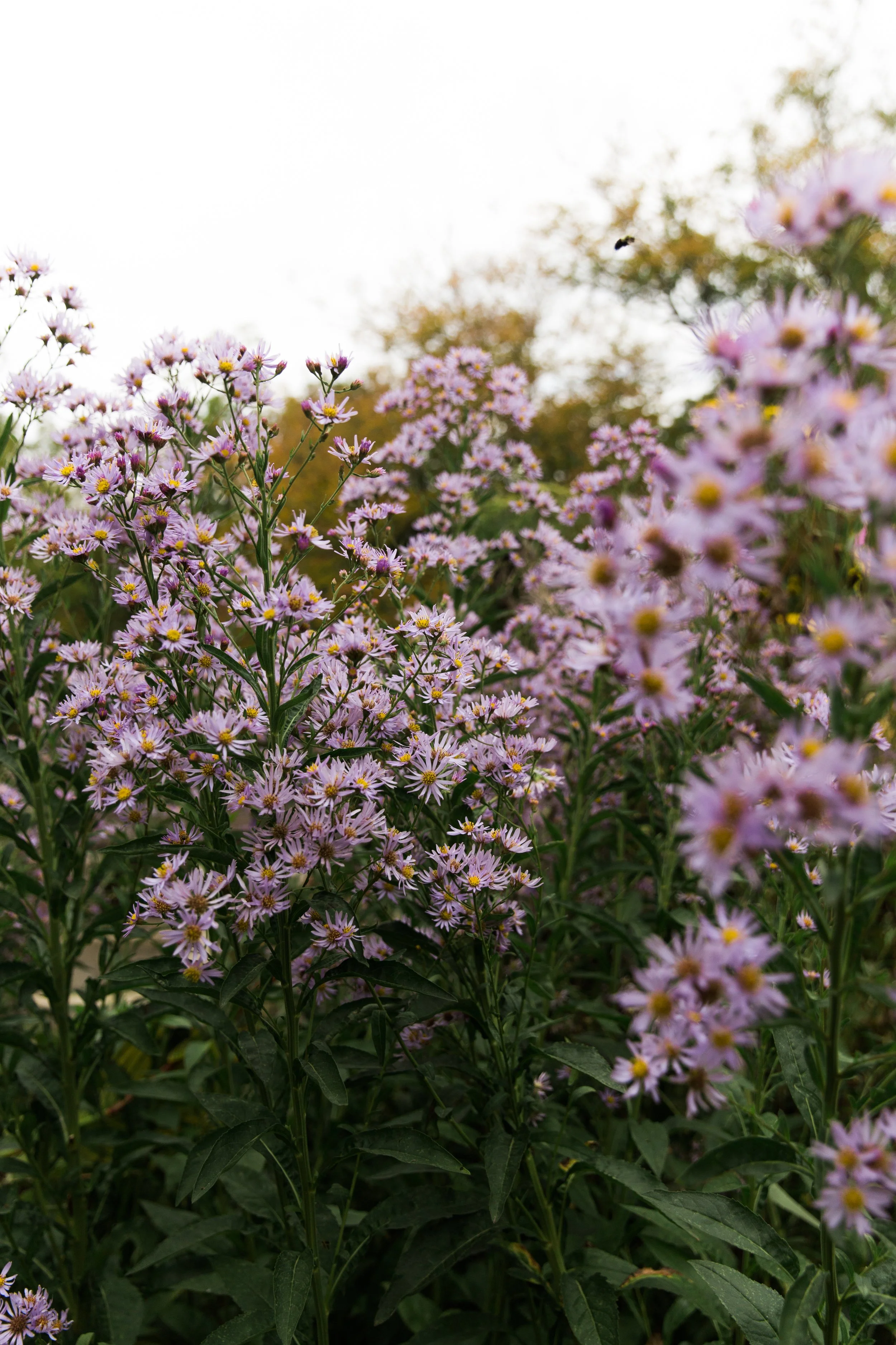 Asters