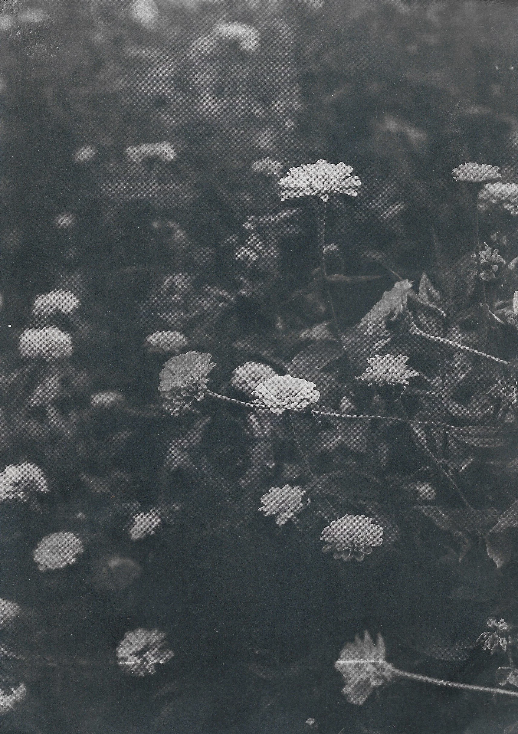 Cyanotype 2