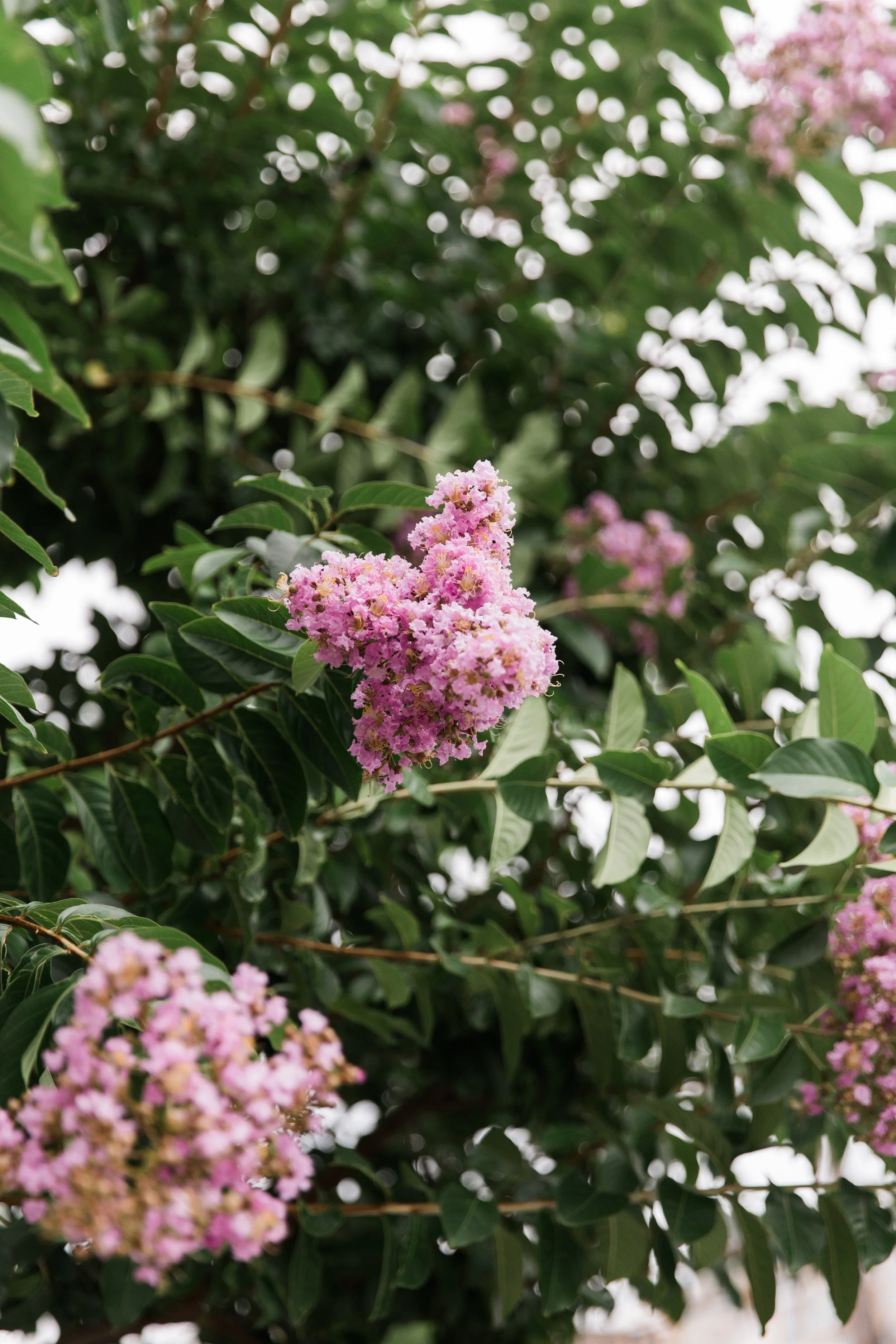 Crape Myrtle