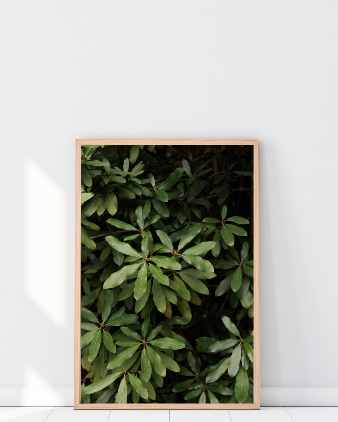 rhododendron