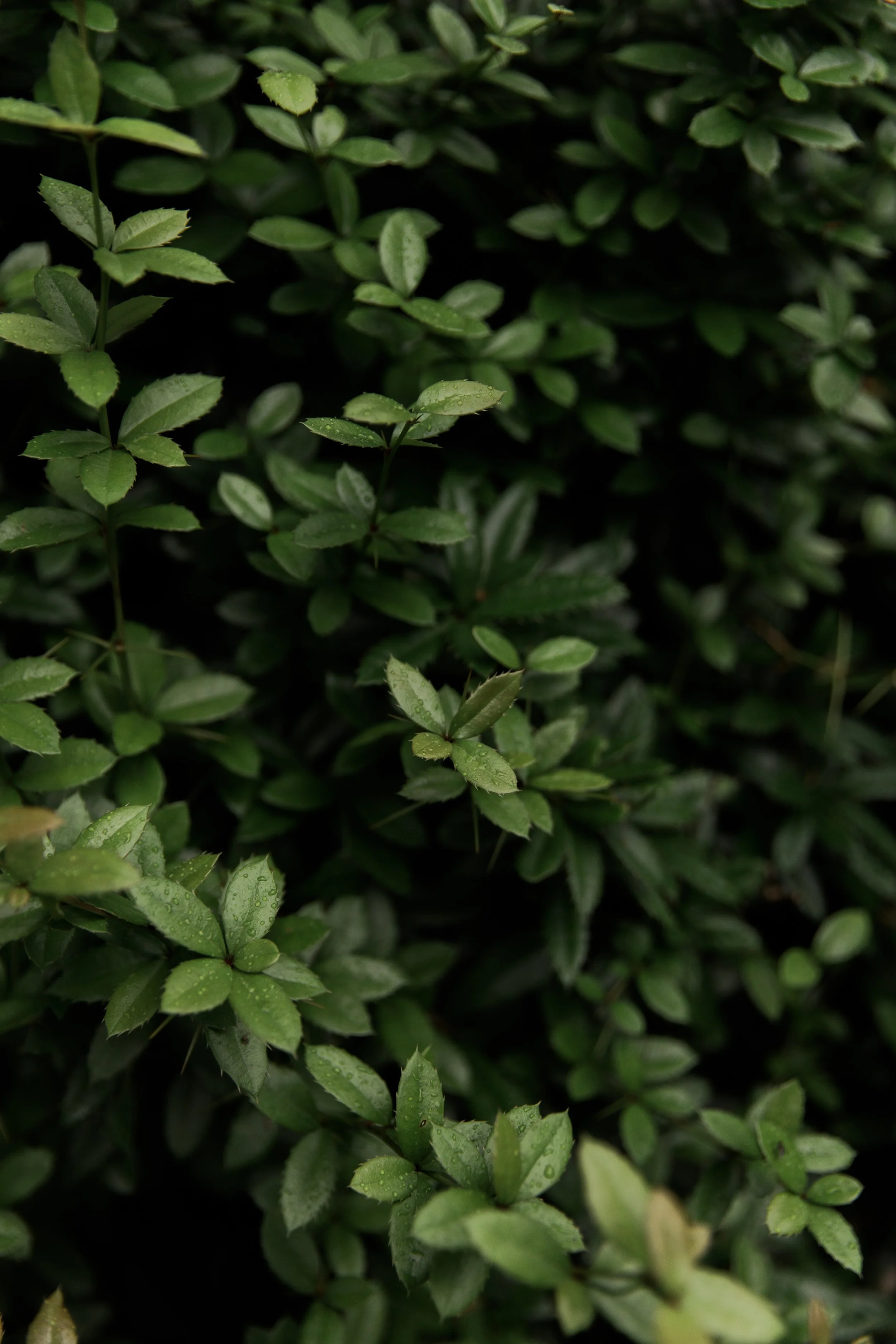 Spirea