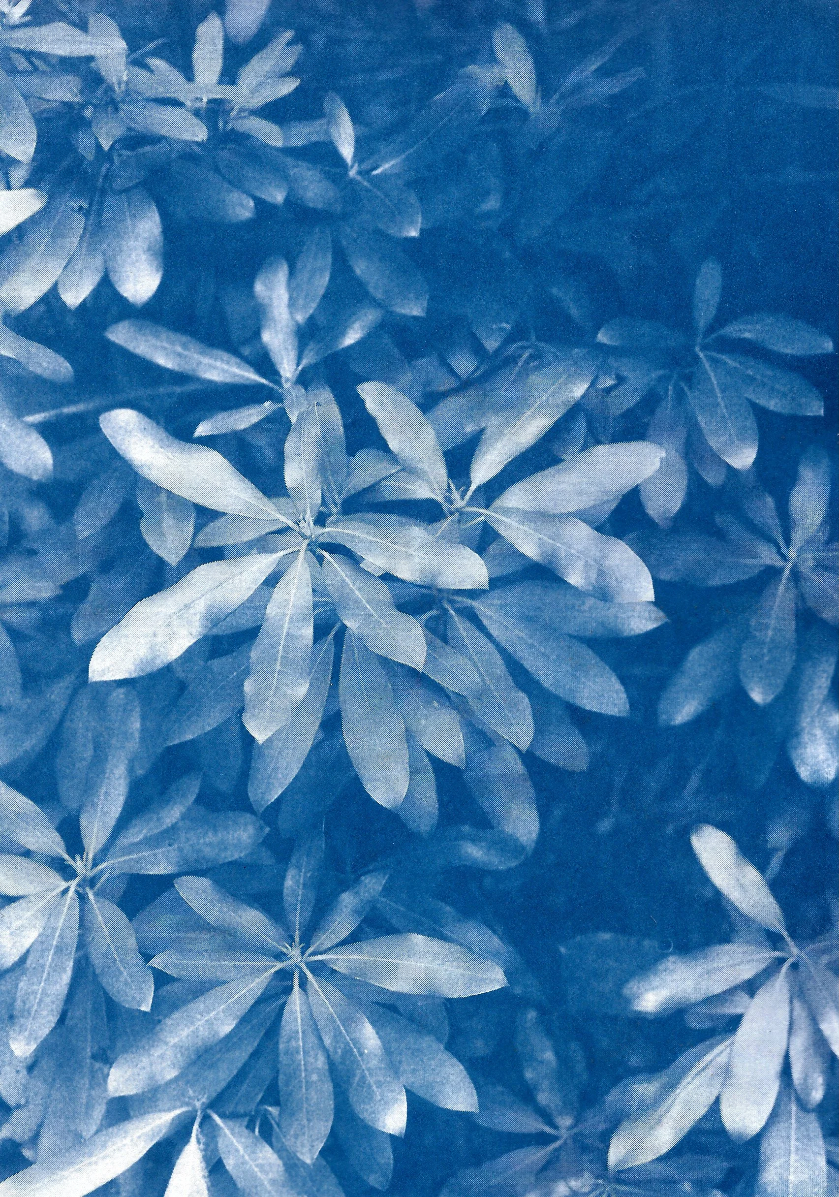 Cyanotype 3