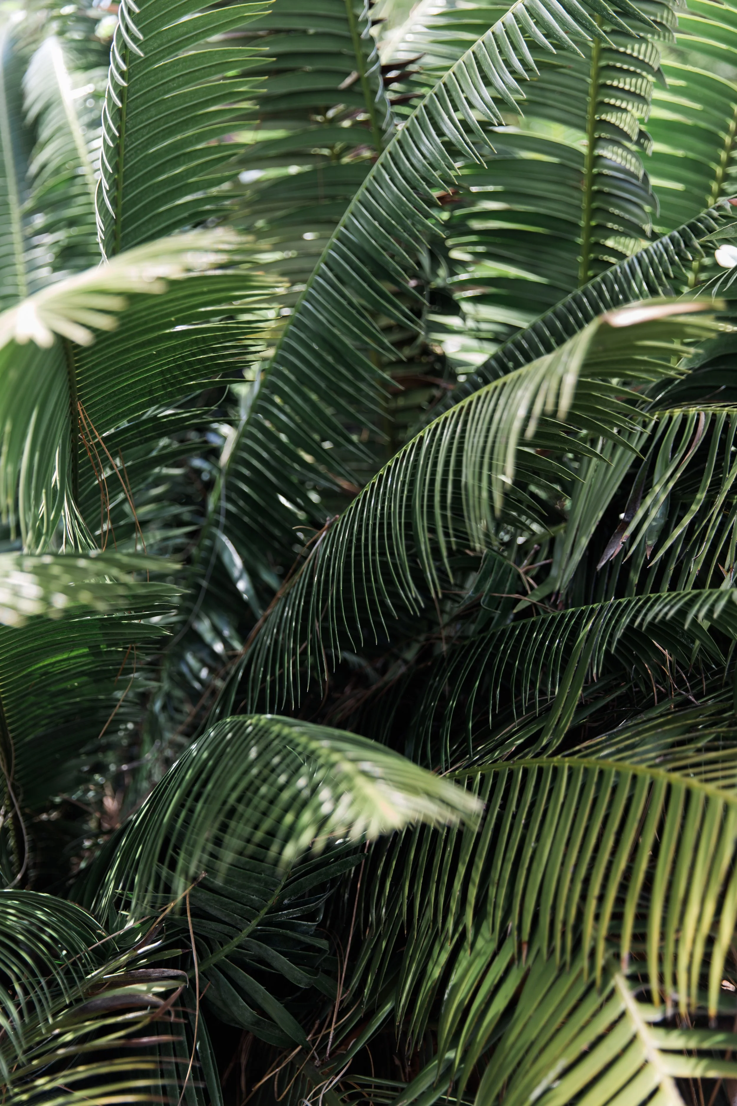 Palm