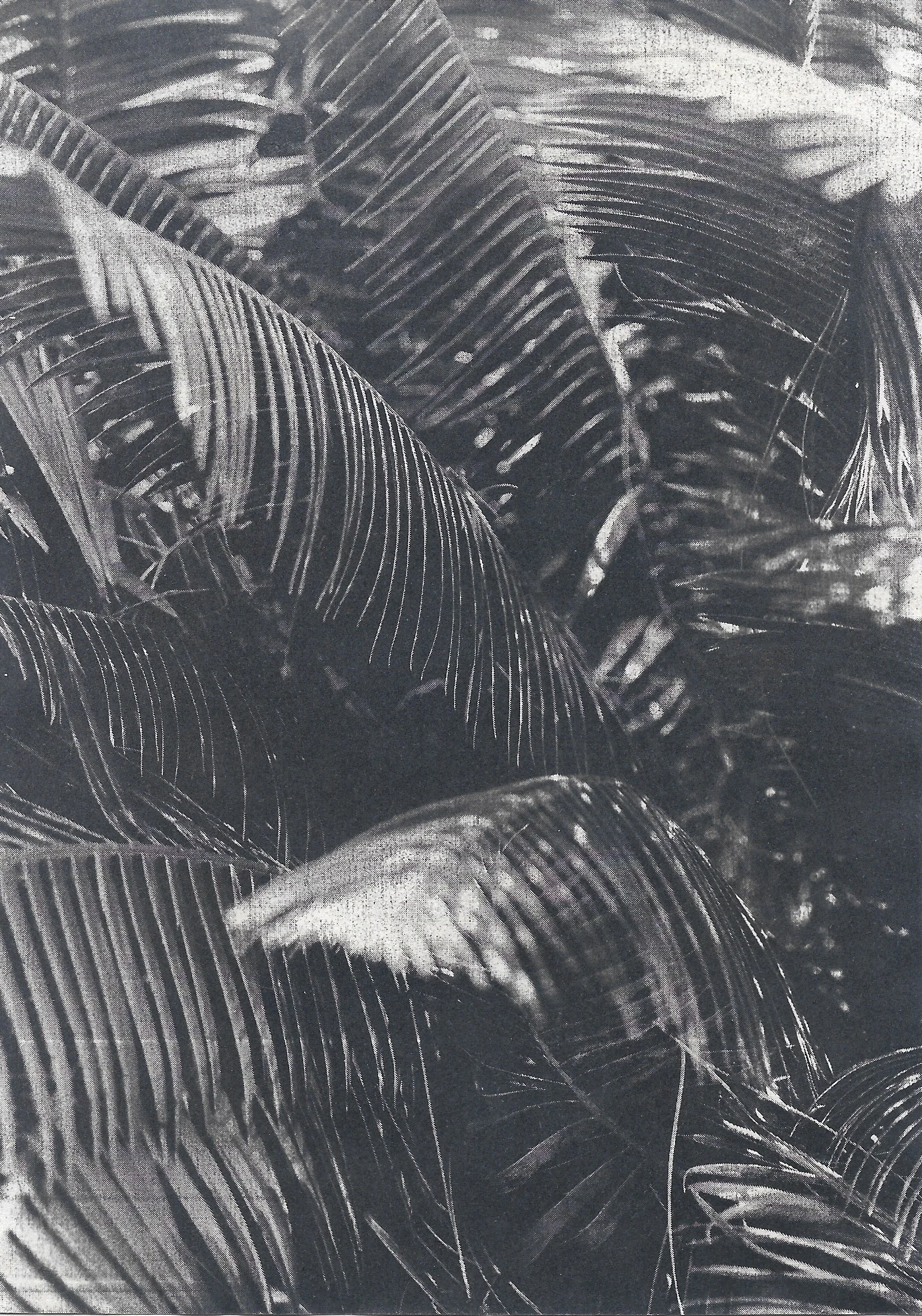 Cyanotype 4