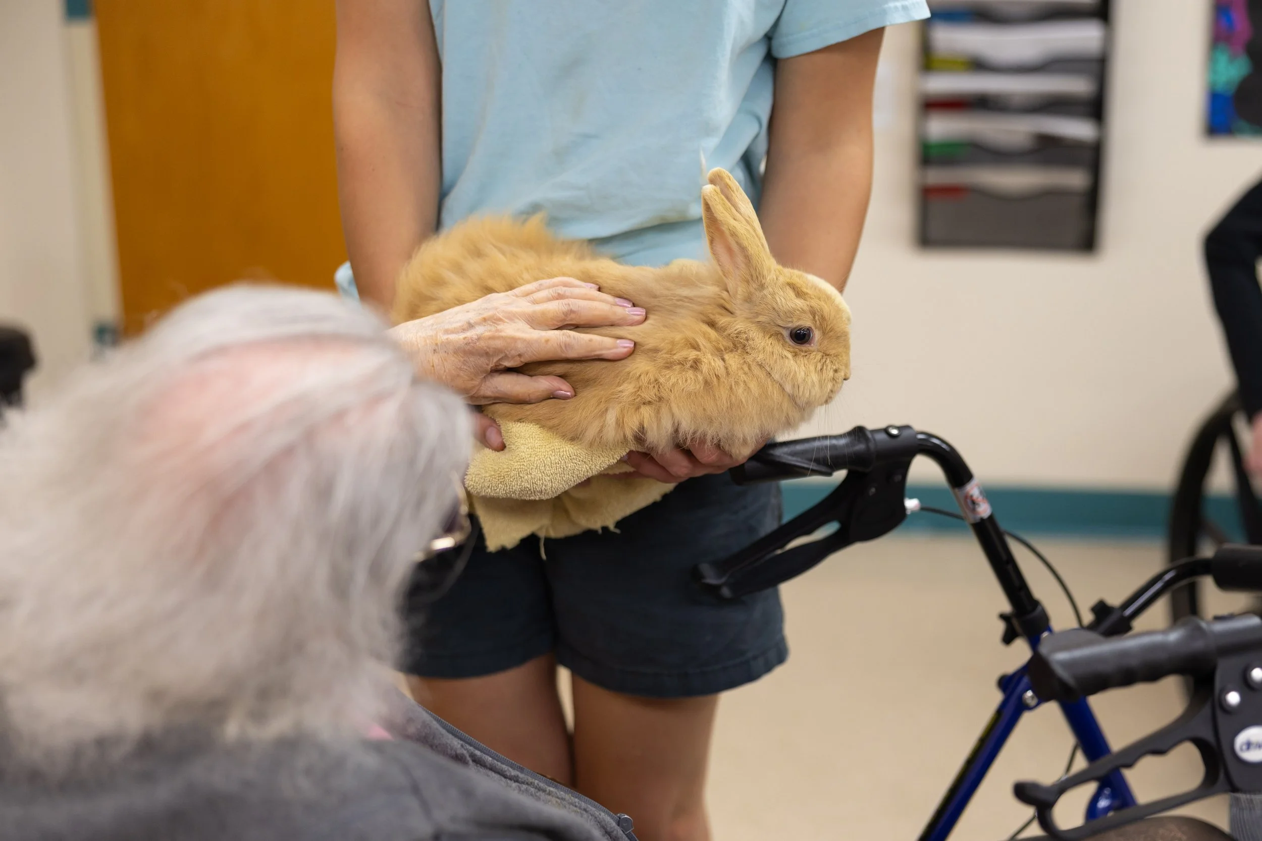 Person holding a large, fluffy, orange rabbit in a care facility with a white elderly person watching. A walker is visible in the foreground.