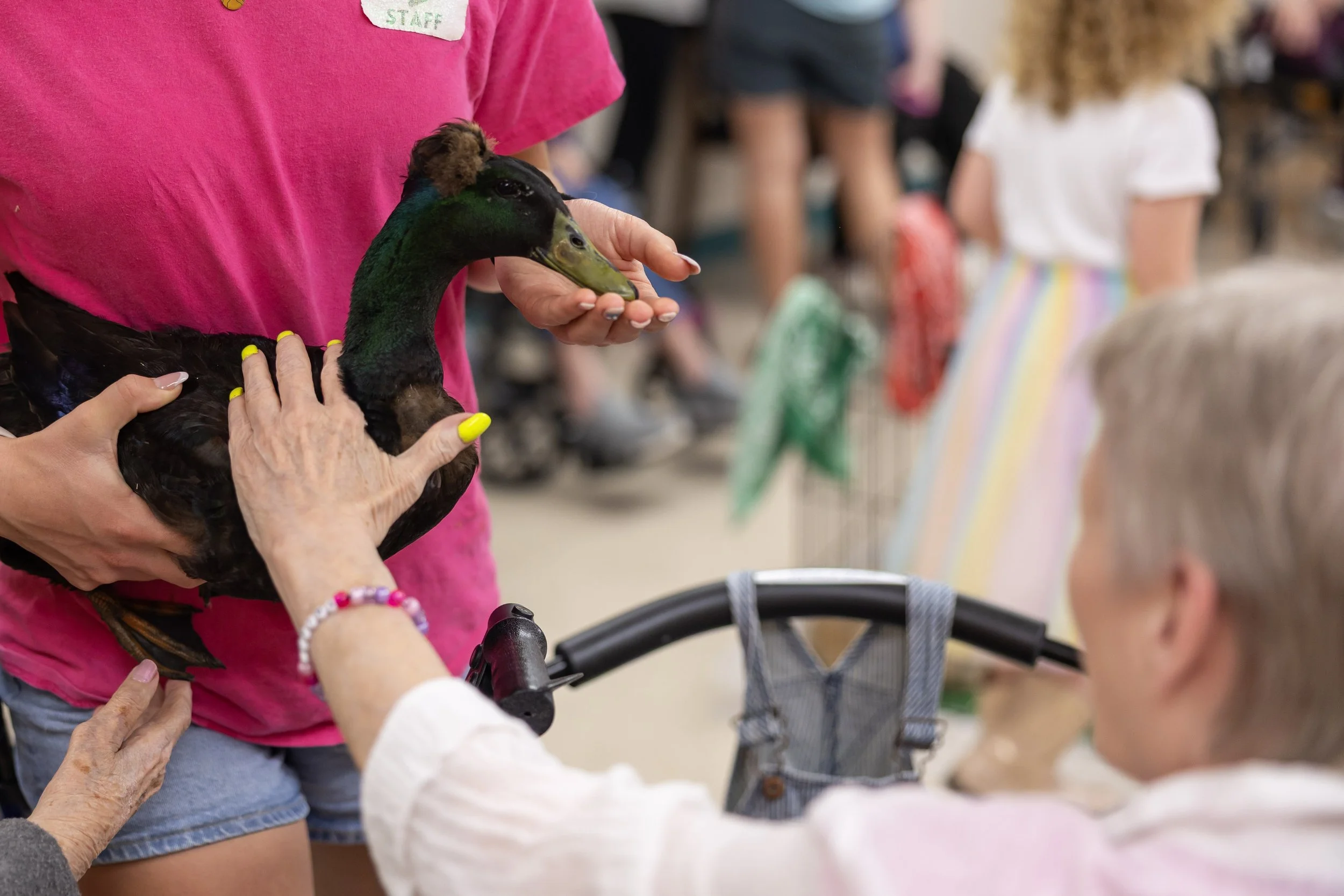 A person holding a duck while another person reaches to touch it at an indoor event.
