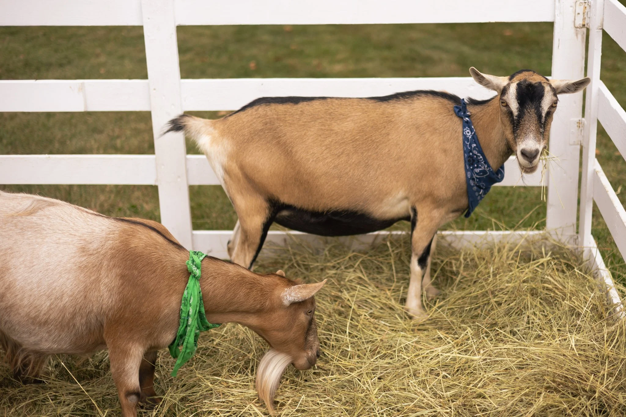 Two goats in a white wooden pen, one wearing a blue bandana and chewing hay, the other with a green bandana grazing on the ground.