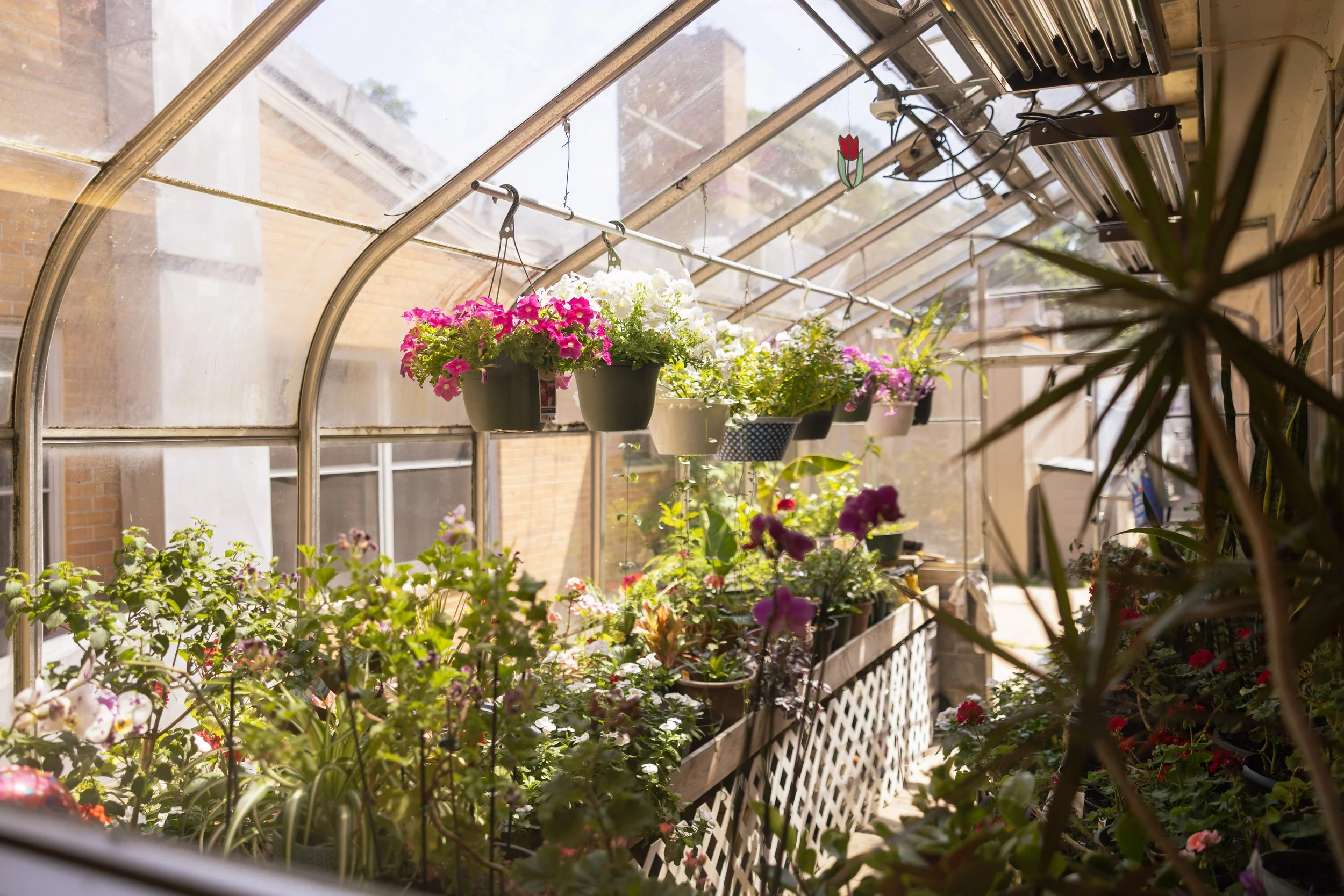 A greenhouse with hanging flower pots and a variety of potted plants, including pink, white, and purple flowers, inside a sunny space with brick walls and large windows.