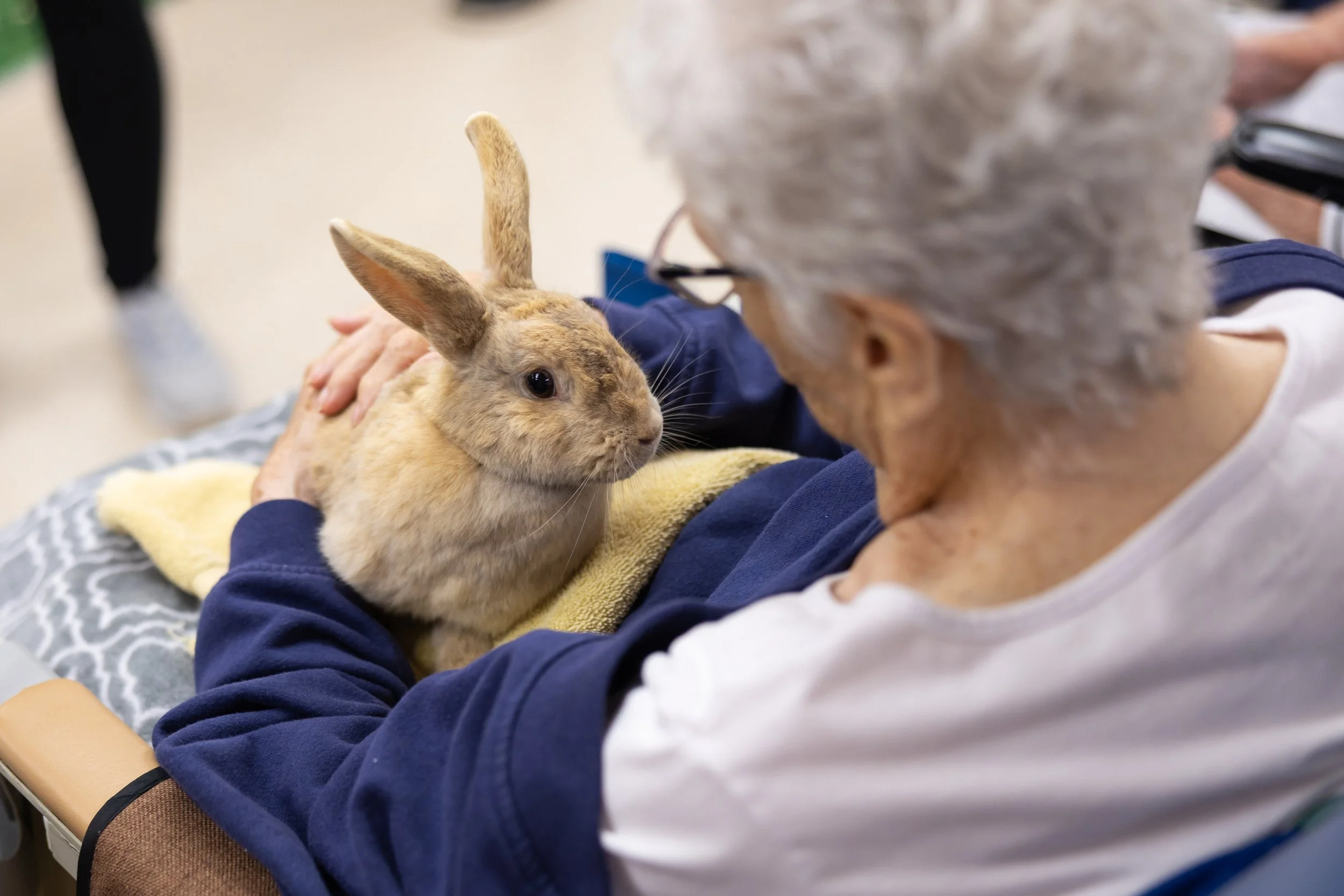 An elderly woman holding a bunny on her lap with another person nearby.