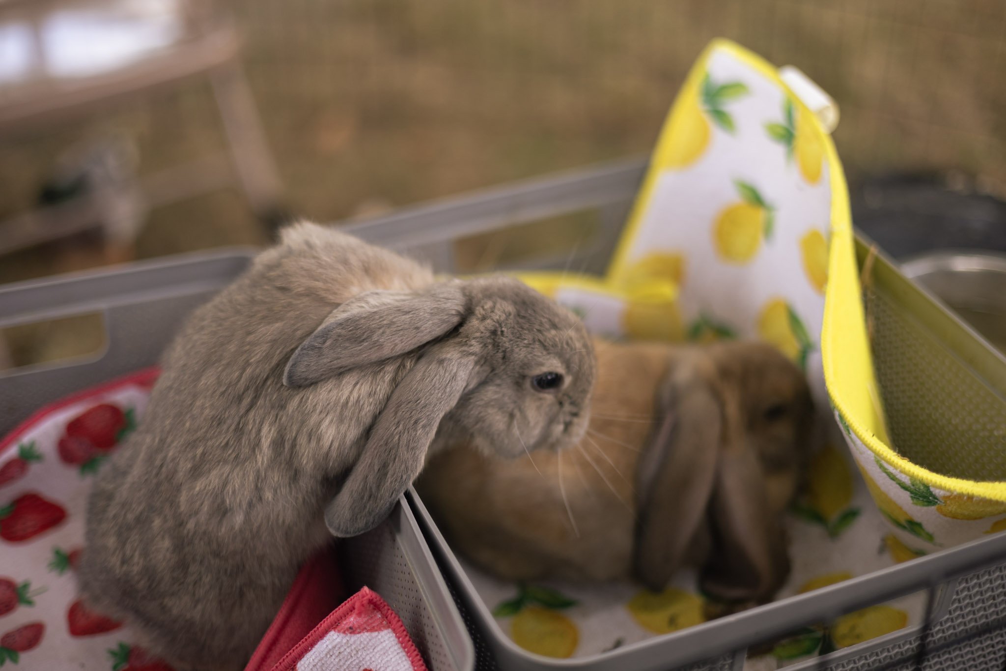 Two rabbits in a bin, one gray, one brown, with strawberry and lemon-patterned towels.