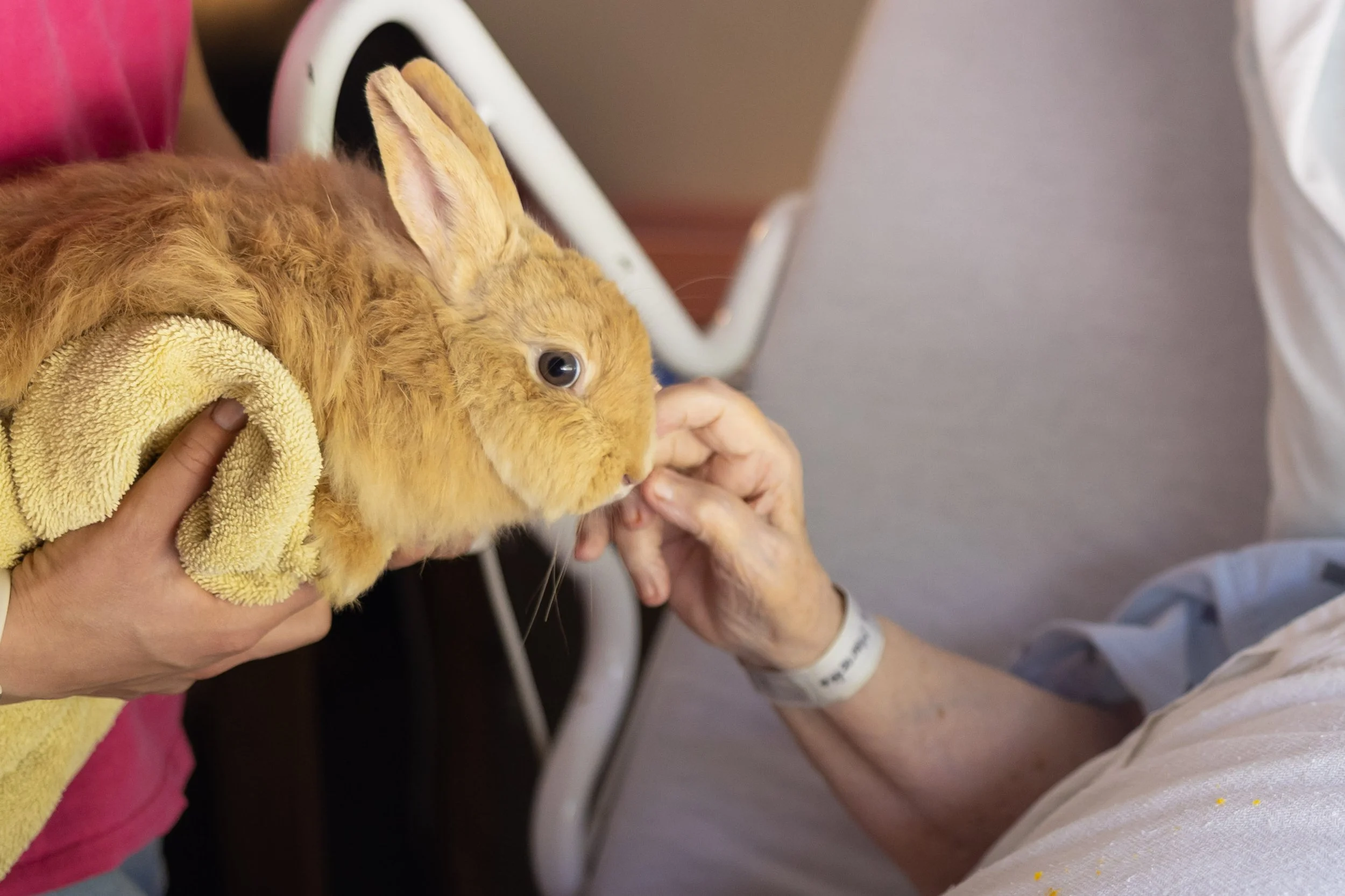 A person in medical attire holding a fluffy light brown rabbit with a yellow towel, touching noses with another person wearing a hospital wristband.