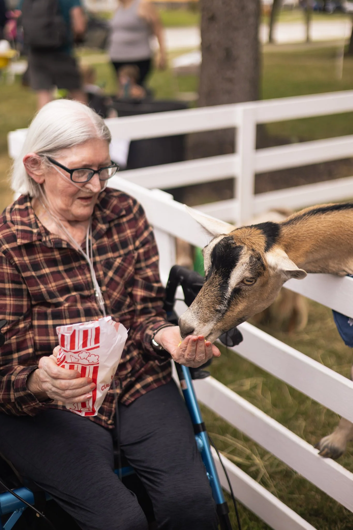 Elderly woman feeding a goat over a white fence, holding a striped popcorn bag in her lap.