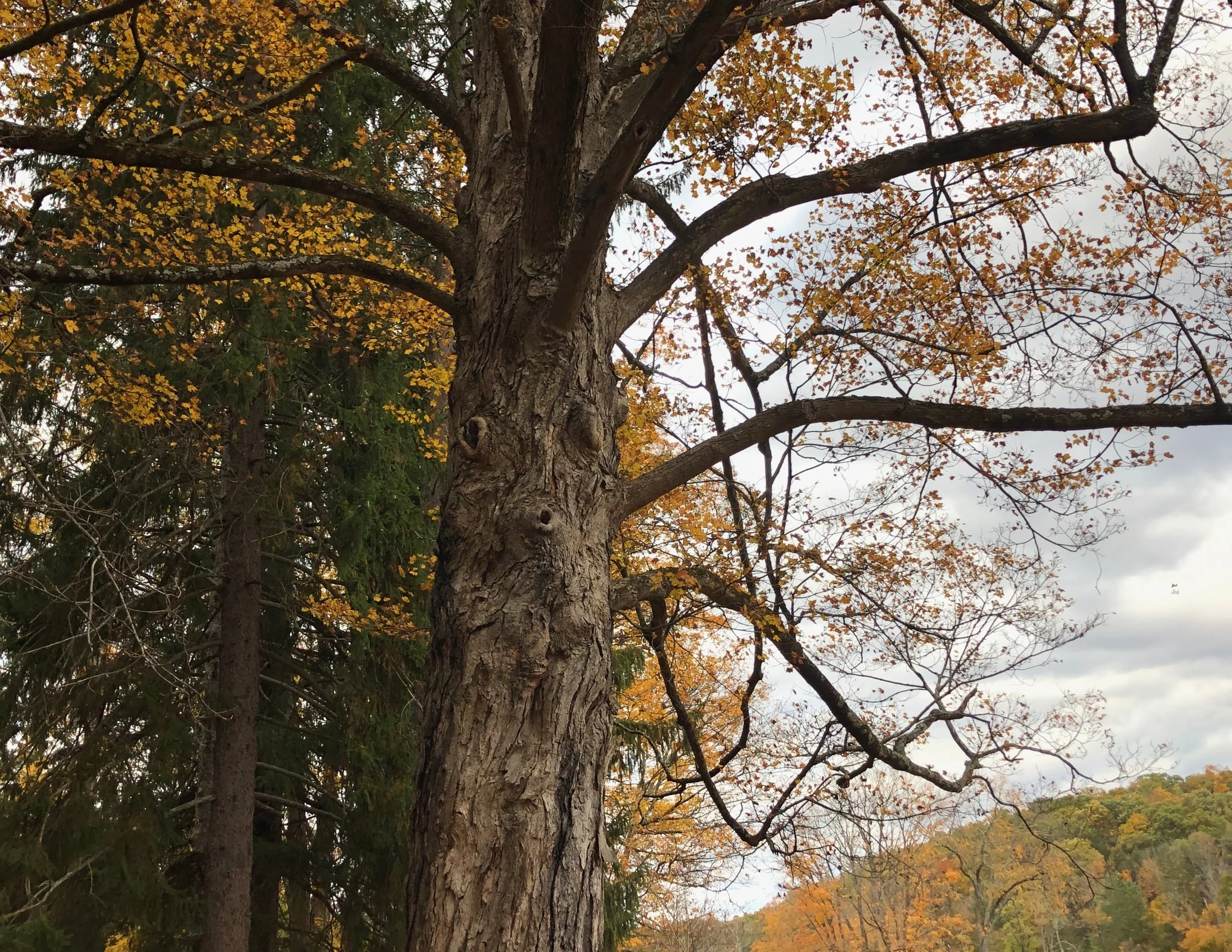 ELDER TREE, GARRISON, NY, OCT 2025