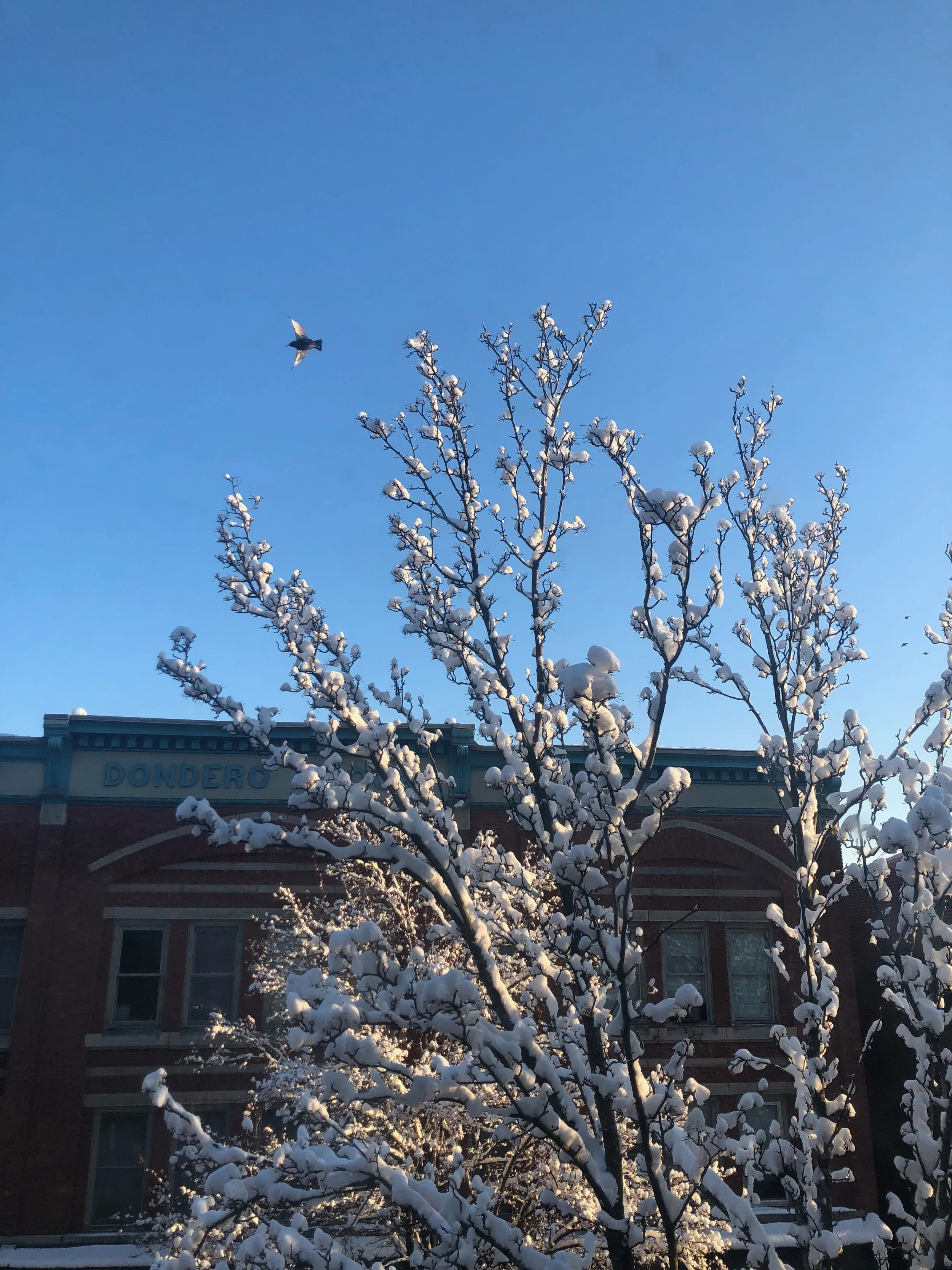FIRST SNOW, BEACON, NY, JAN. 2026