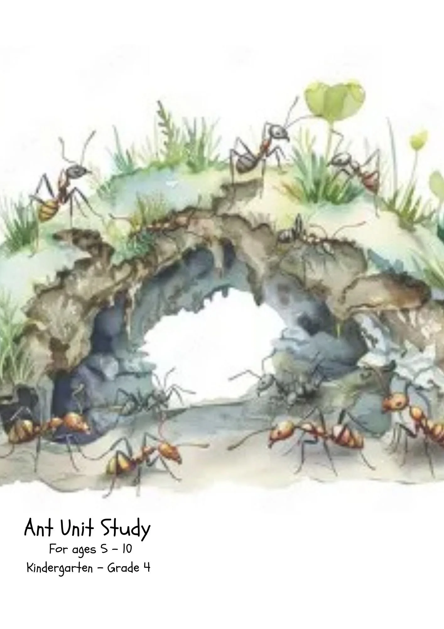 The Ant Unit Study