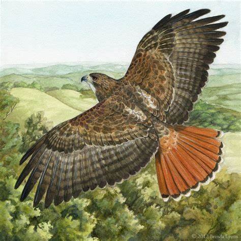 RedTailedHawk.jpg