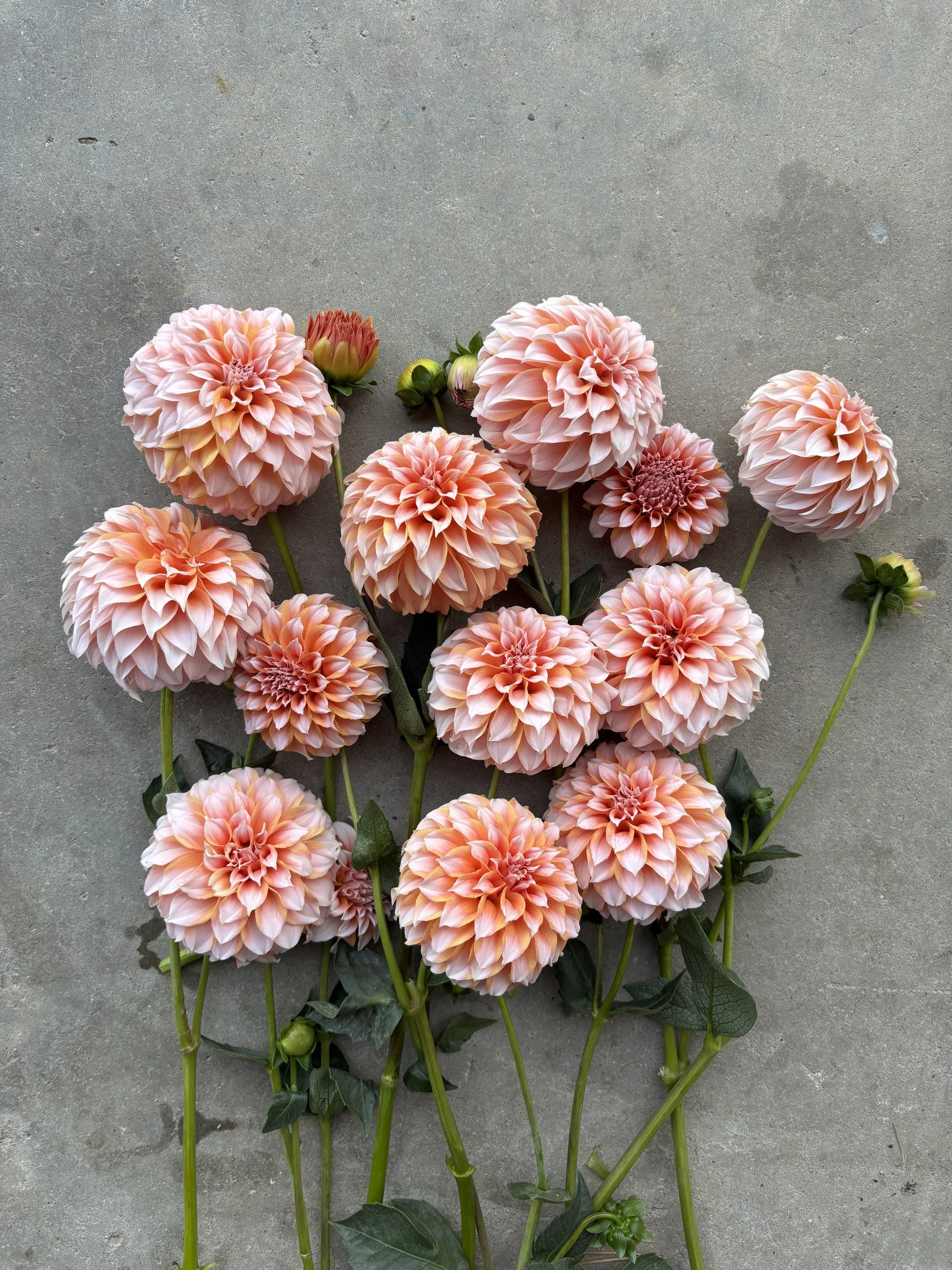 Peaches 'N Cream blush salmon pink dahlia for sale Alberta Canada