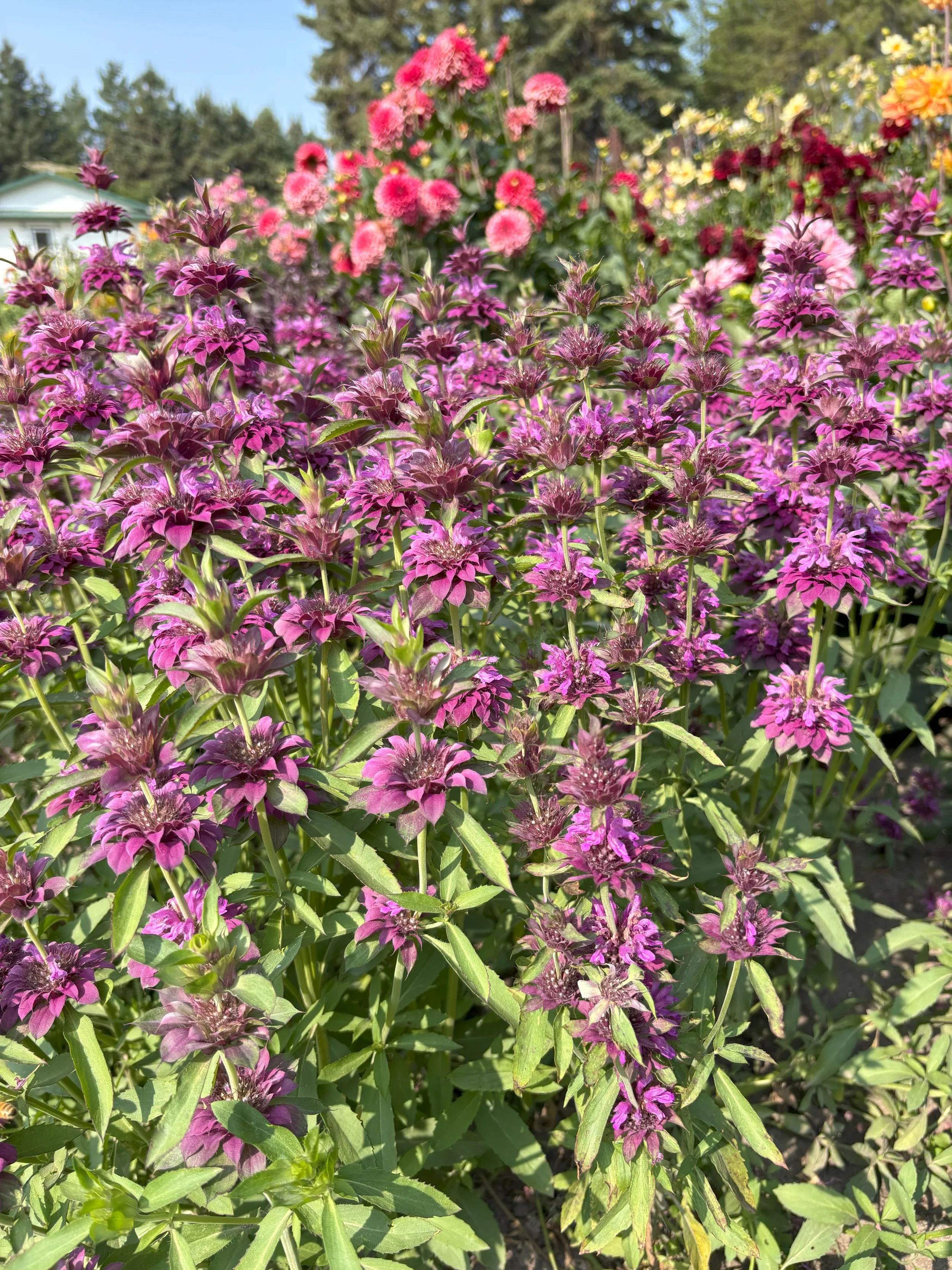 BeeBalm_1_2025.jpeg