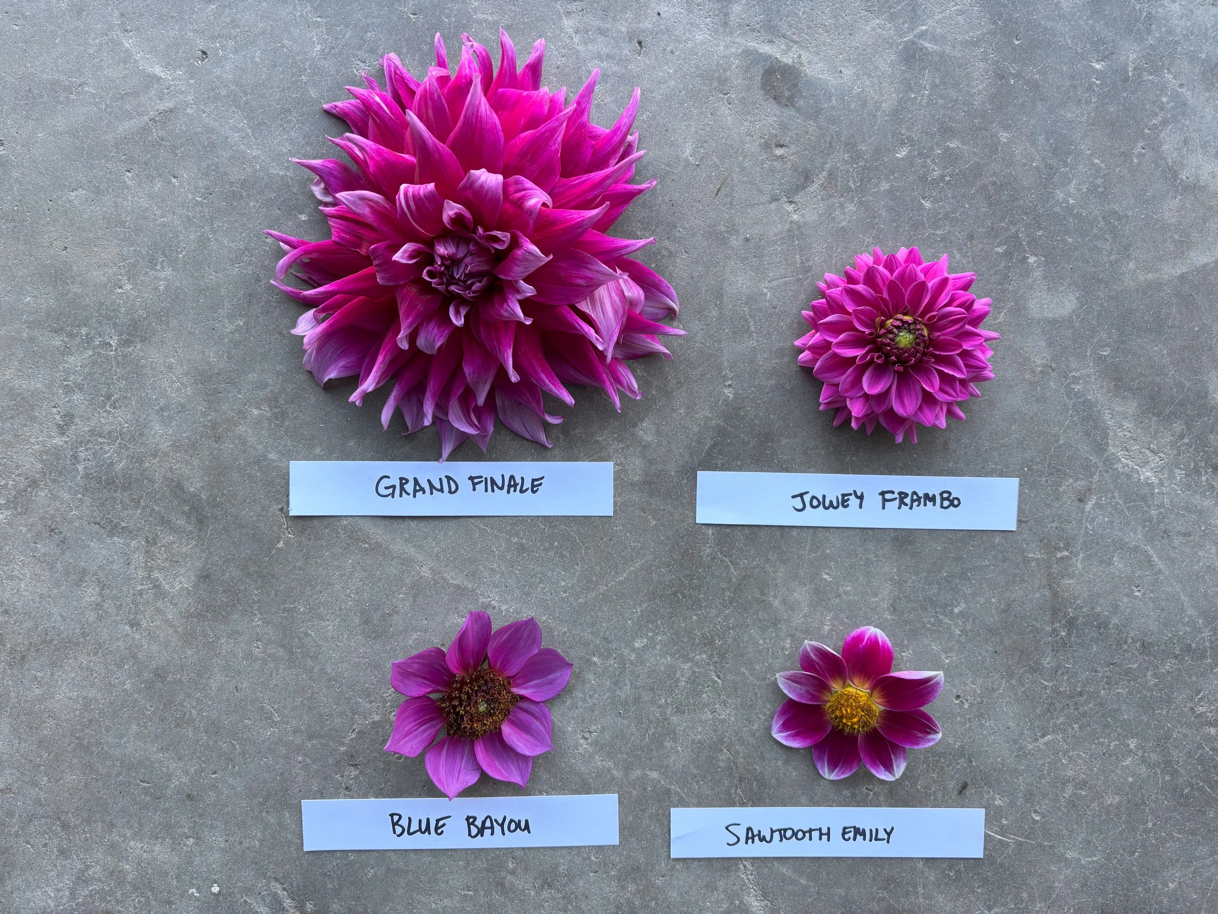Purple and Magenta Dahlia Varieties