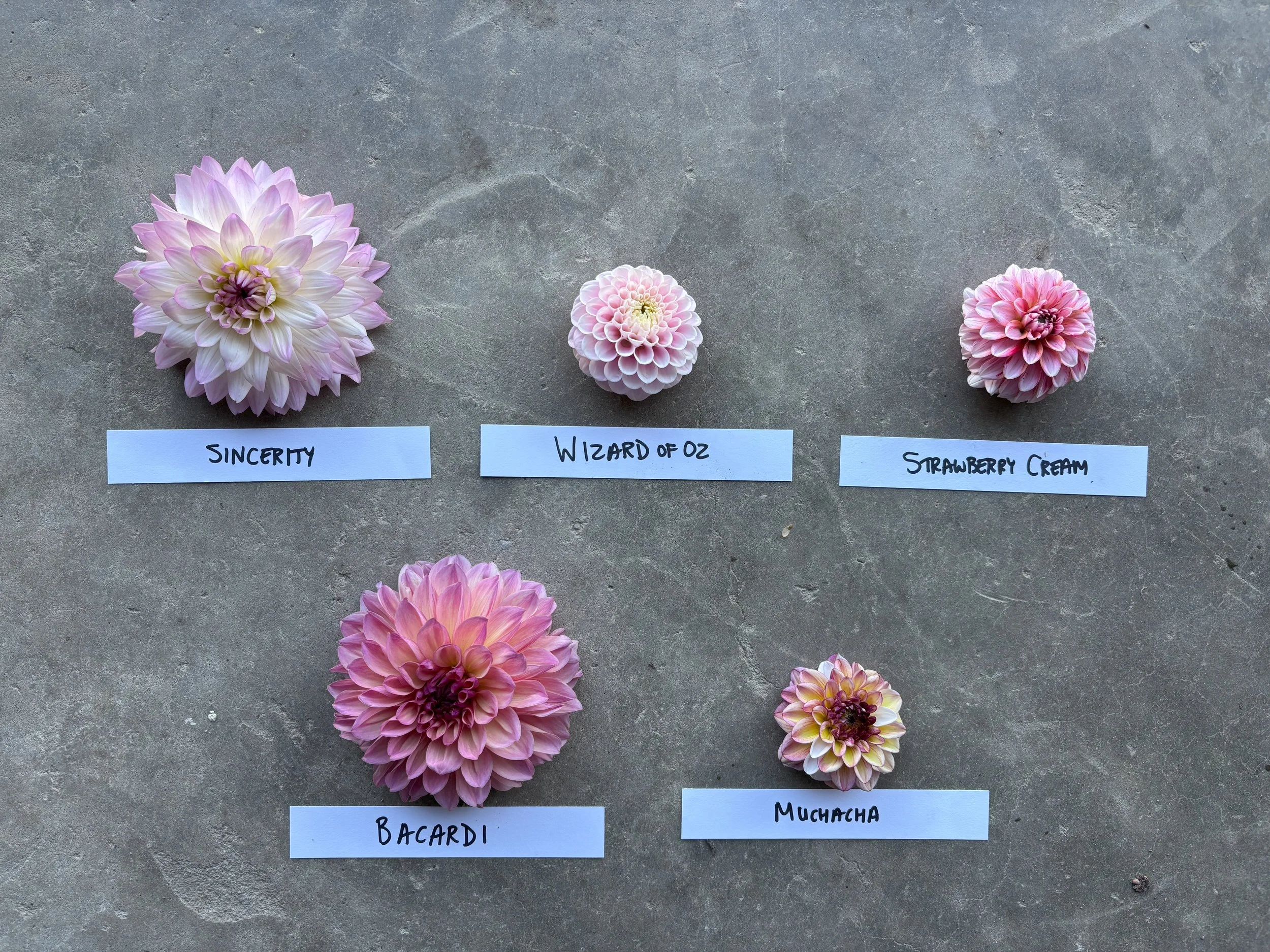 Pink and Lavender Dahlia Varieties