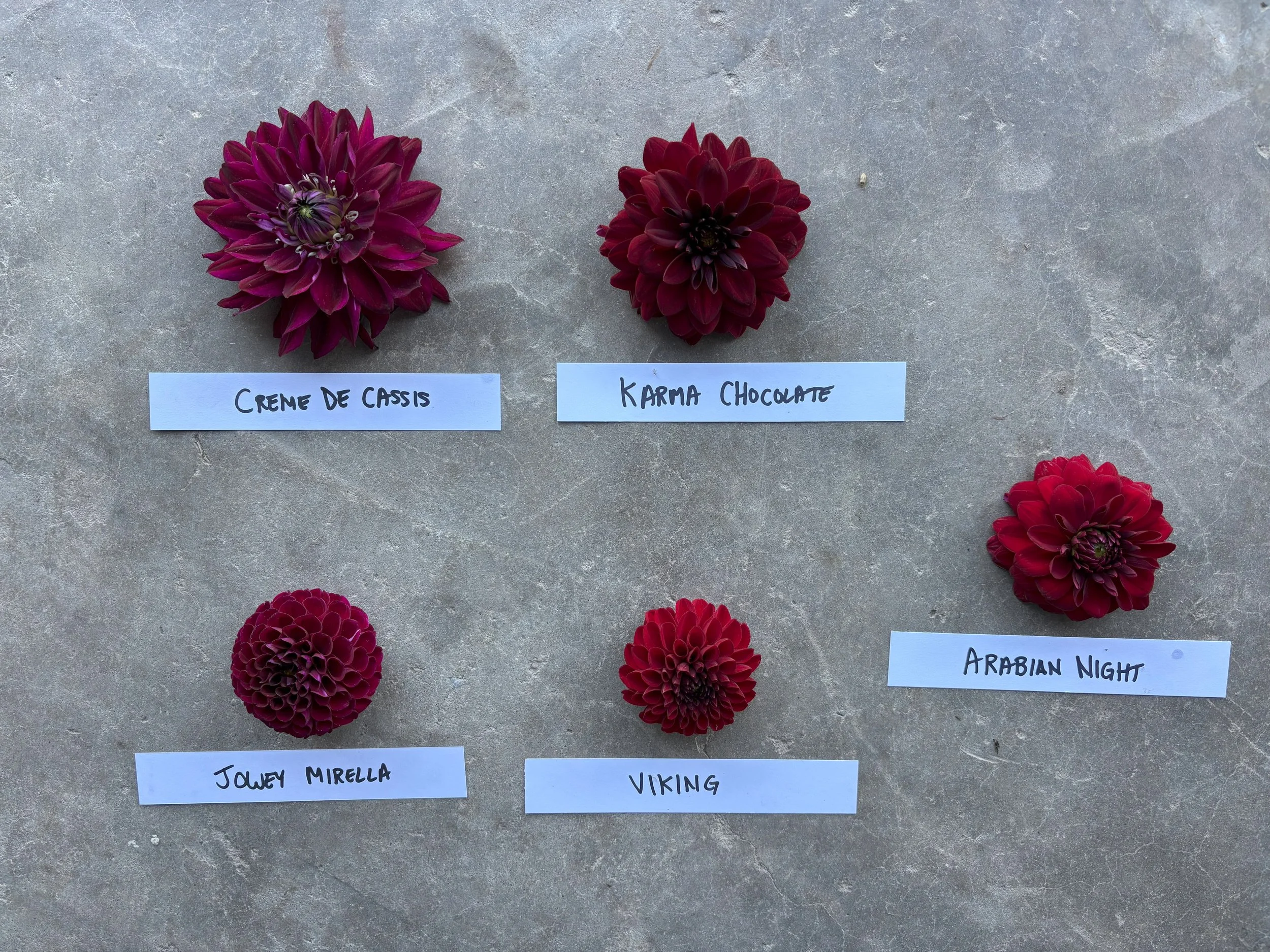 Dark Red Dahlia Varieties