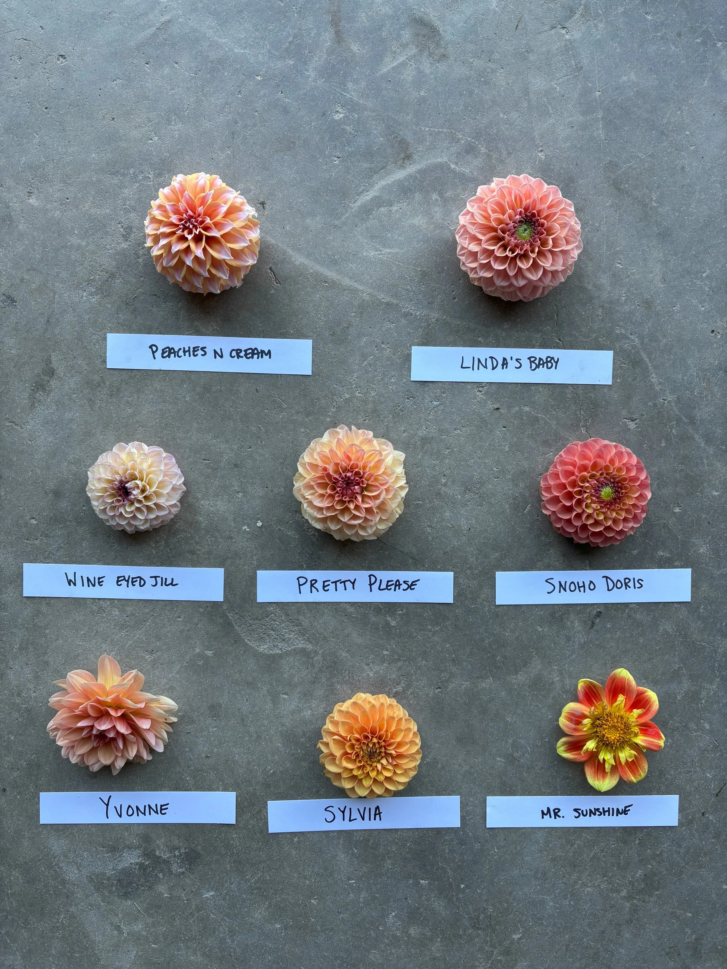 Coral, Peach, and Orange Dahlia Varieties