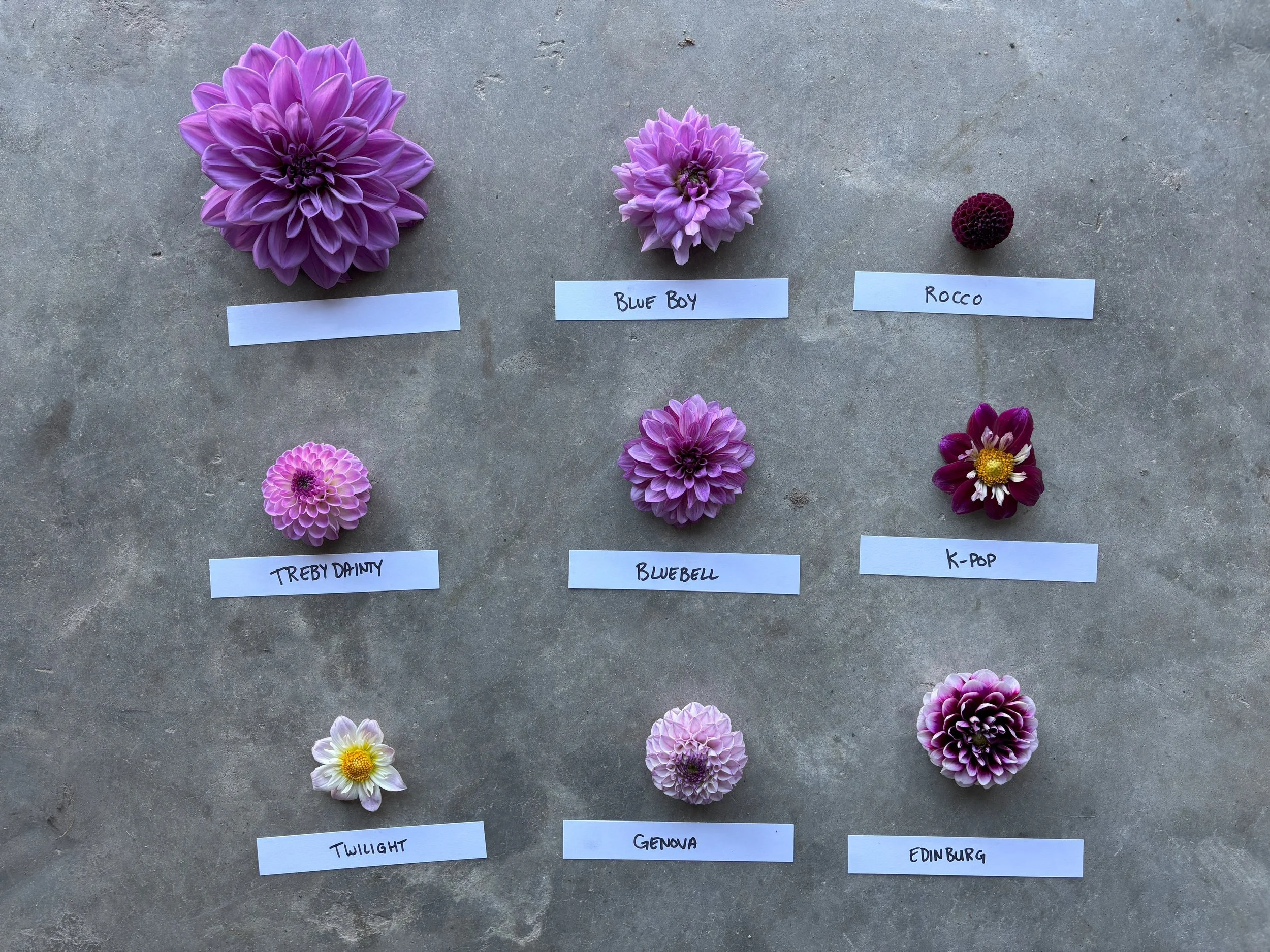 Purple and Liliac Dahlia Varieties