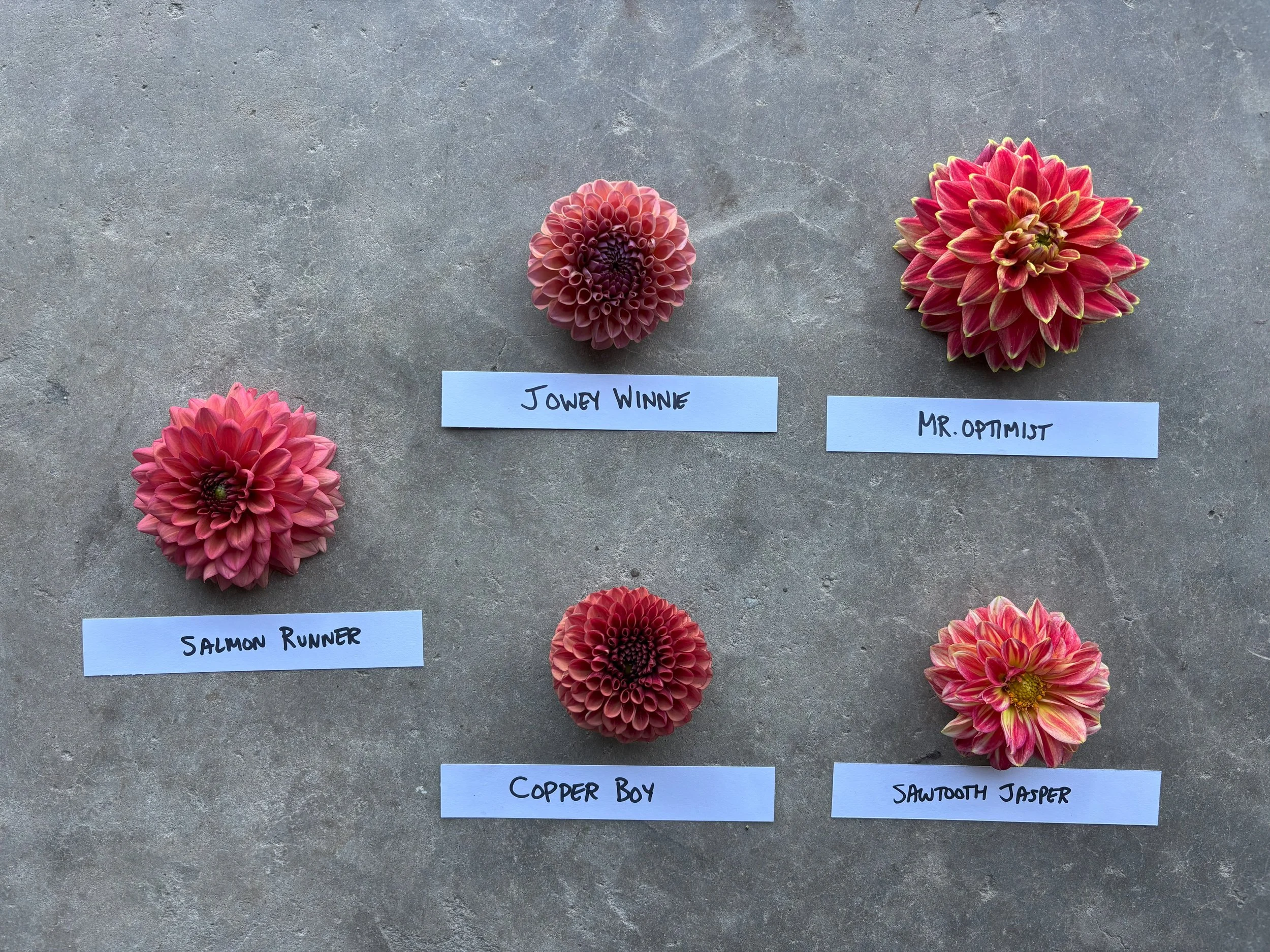 Red Dahlia Varieties