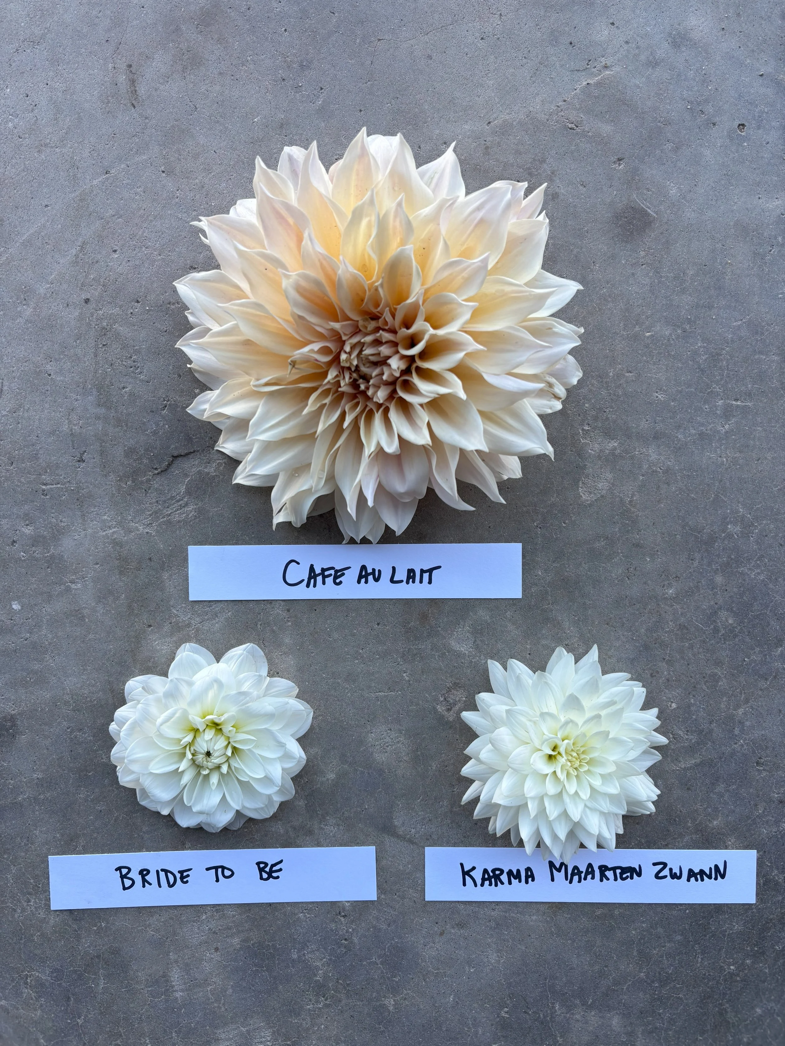White and Cream Dahlia varieties