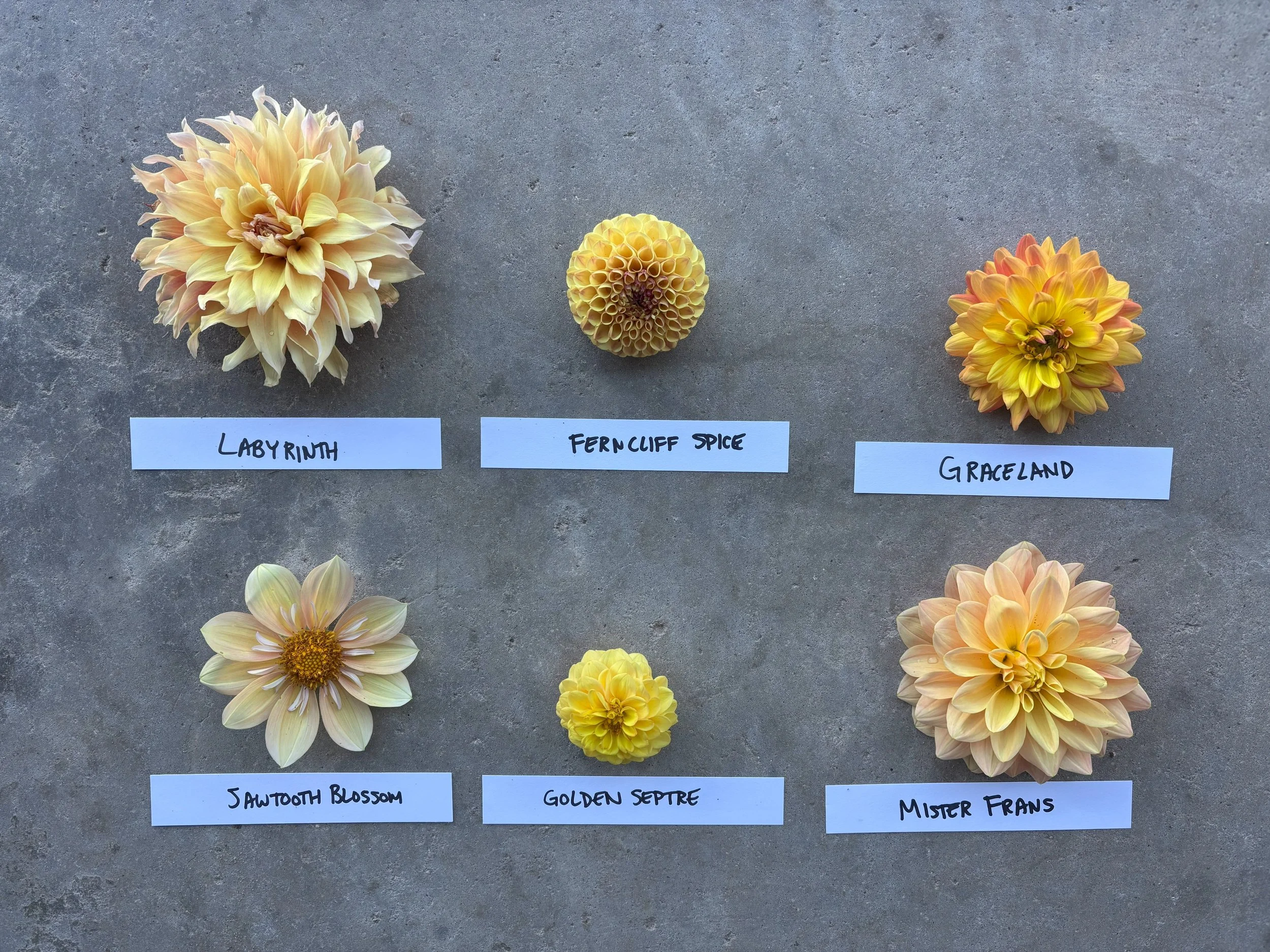 Yellow Dahlia Varieties