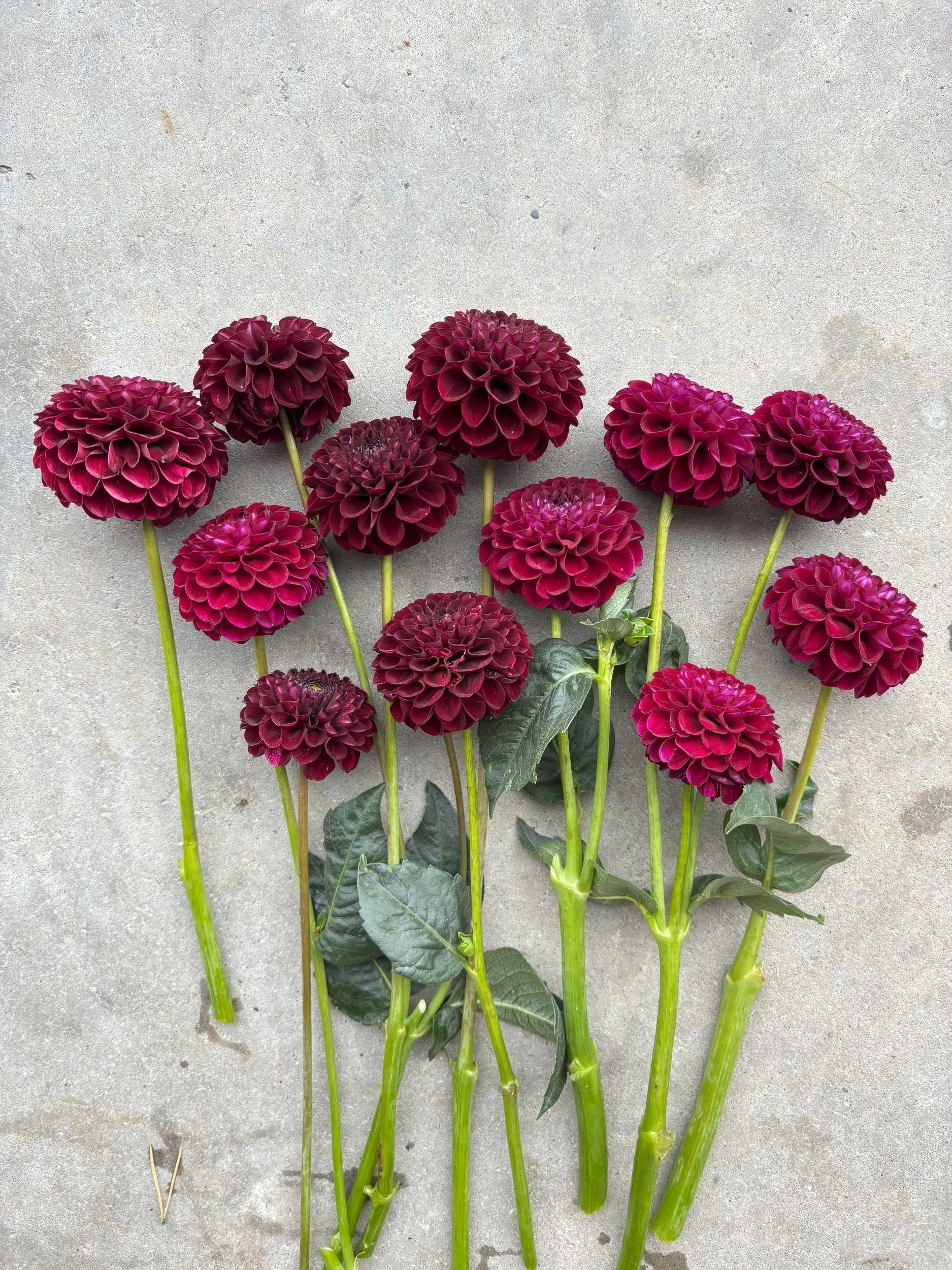Jowey Mirella maroon red ball dahlia