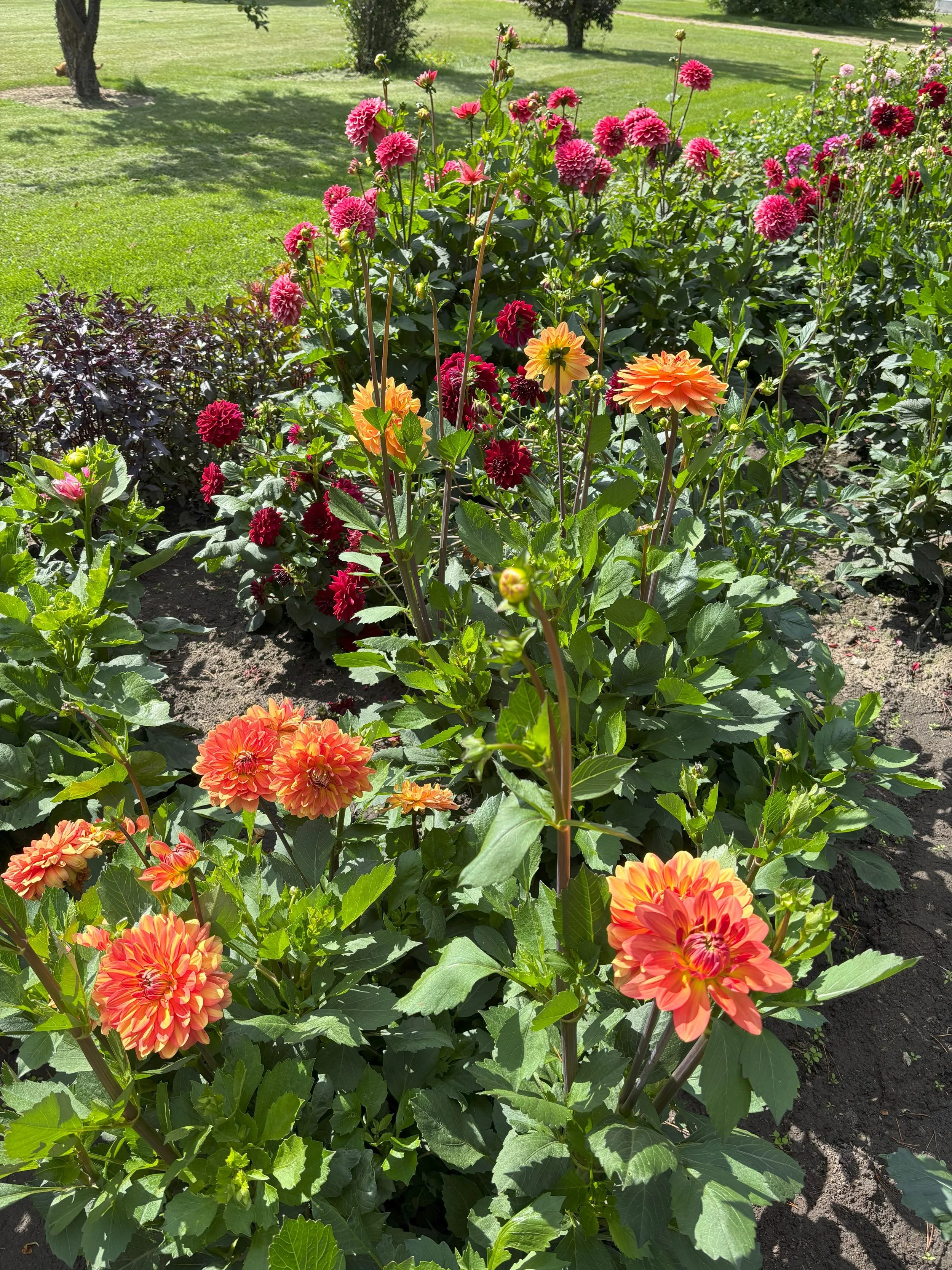 Dahlia cutting garden in full bloom
